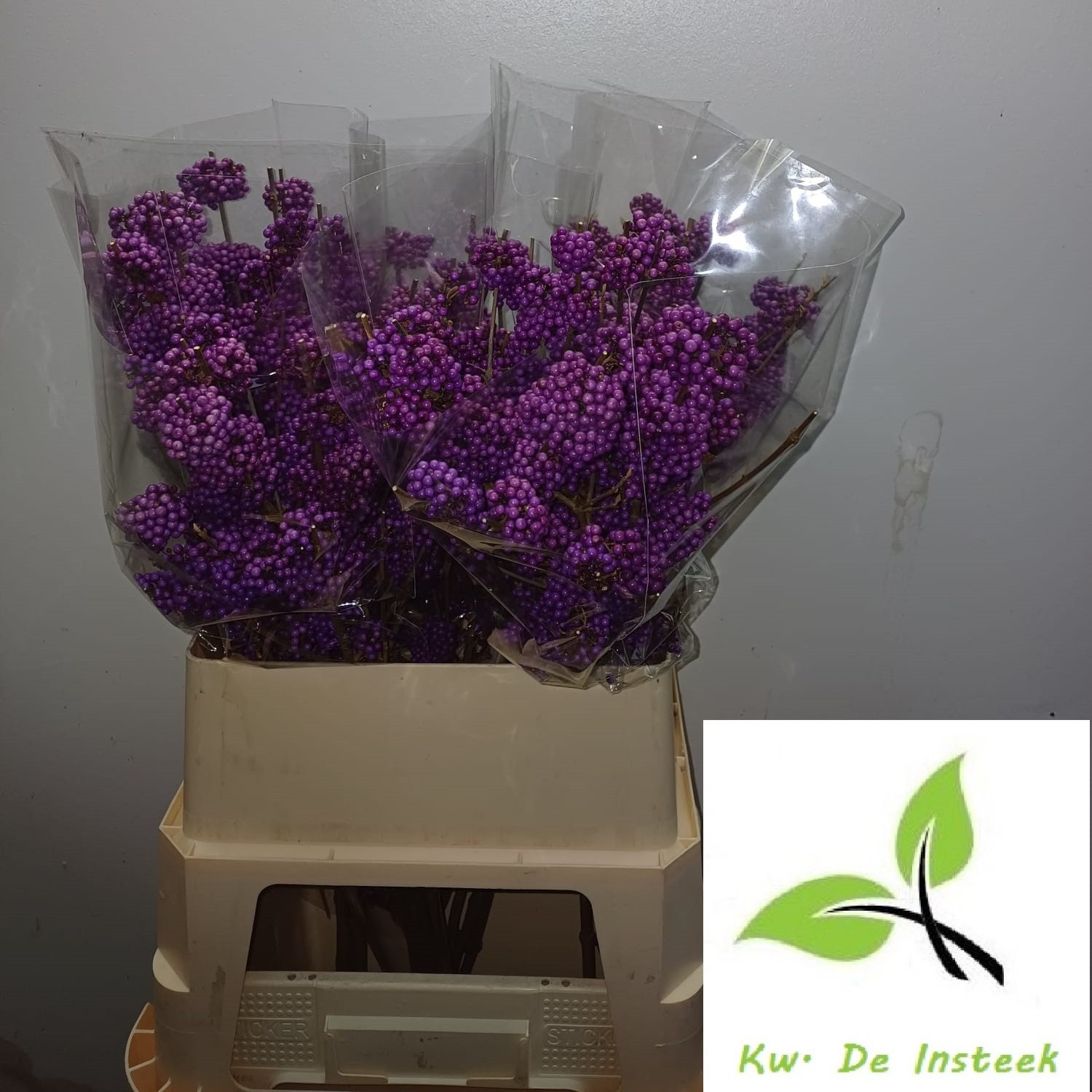 Callicarpa Bod Giraldi(imp) 80cm