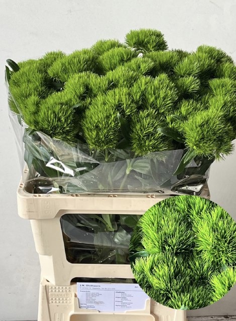 Dianthus Barb Green Wicky 50cm