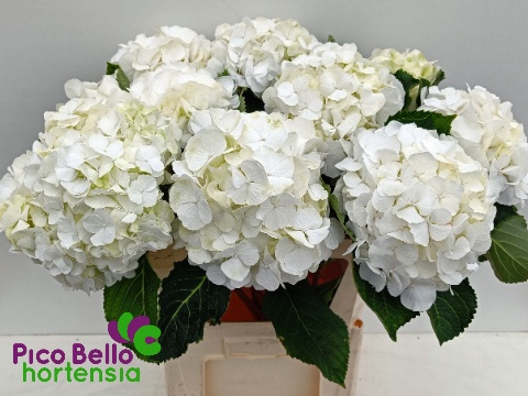 Hydrangea White Verena 80cm 20Ø