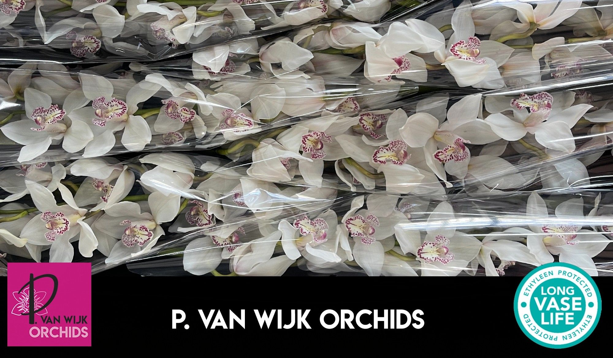 Cymbidium Mrs Sugar Lee 12/15bl