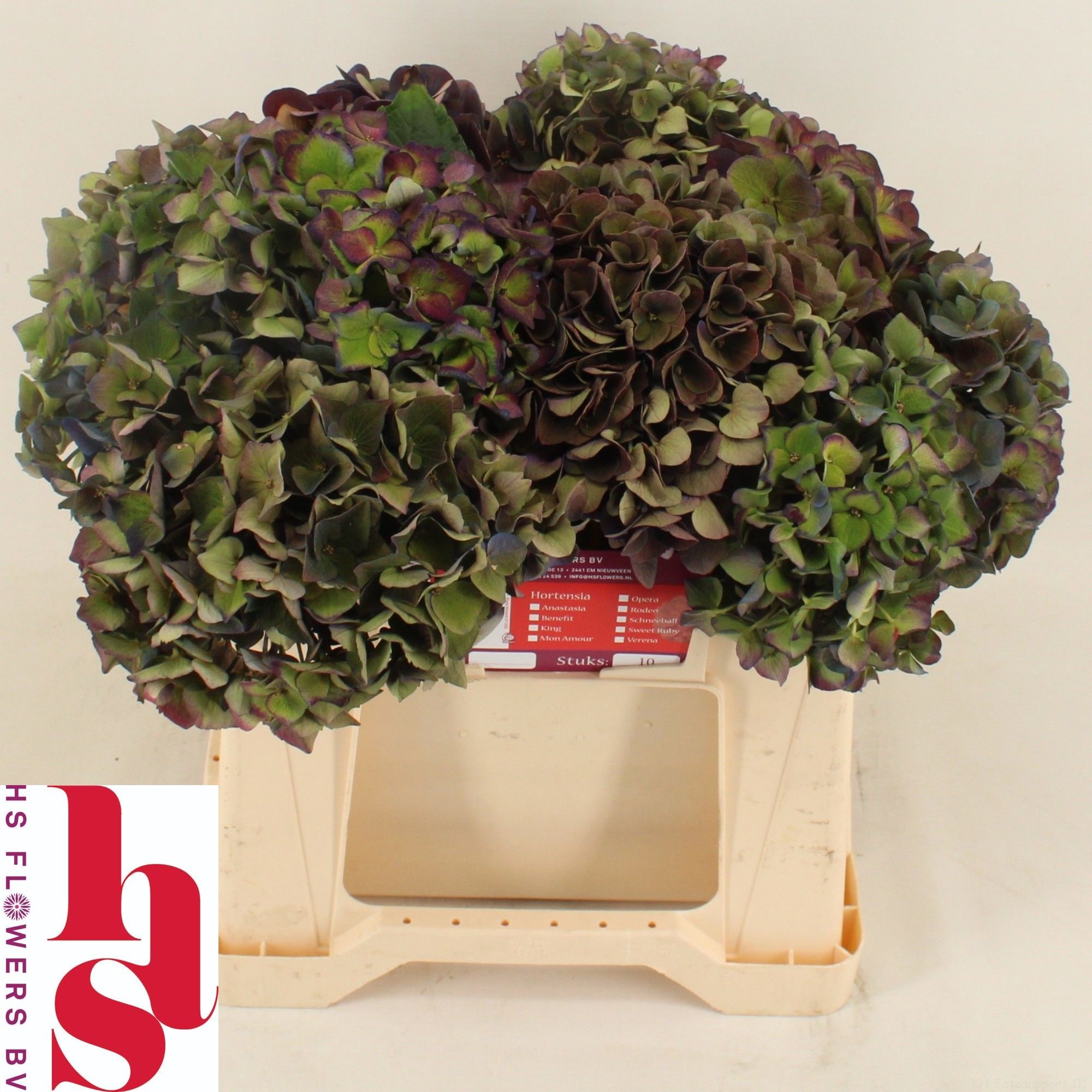 Hydrangea Chmln Mon Amour Classic 40cm 15Ø