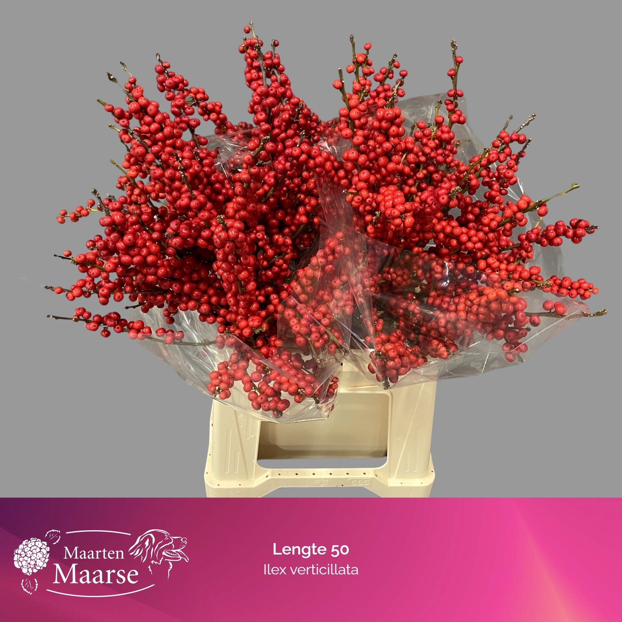 Ilex Verticlilata 50cm