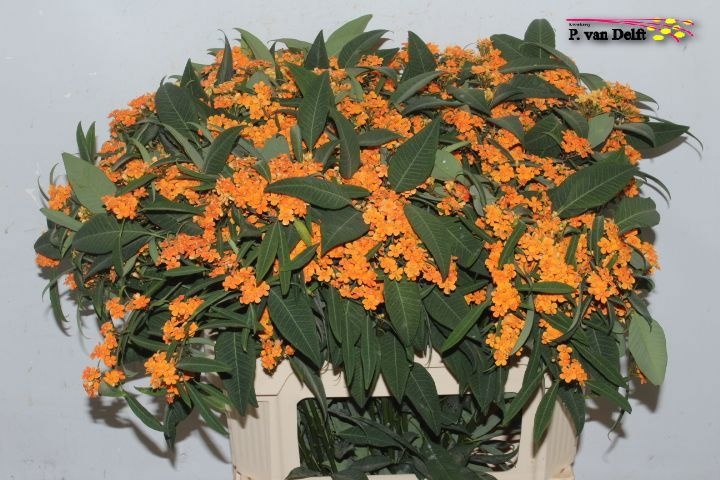 Euphorbia Spray Sunstream 80cm