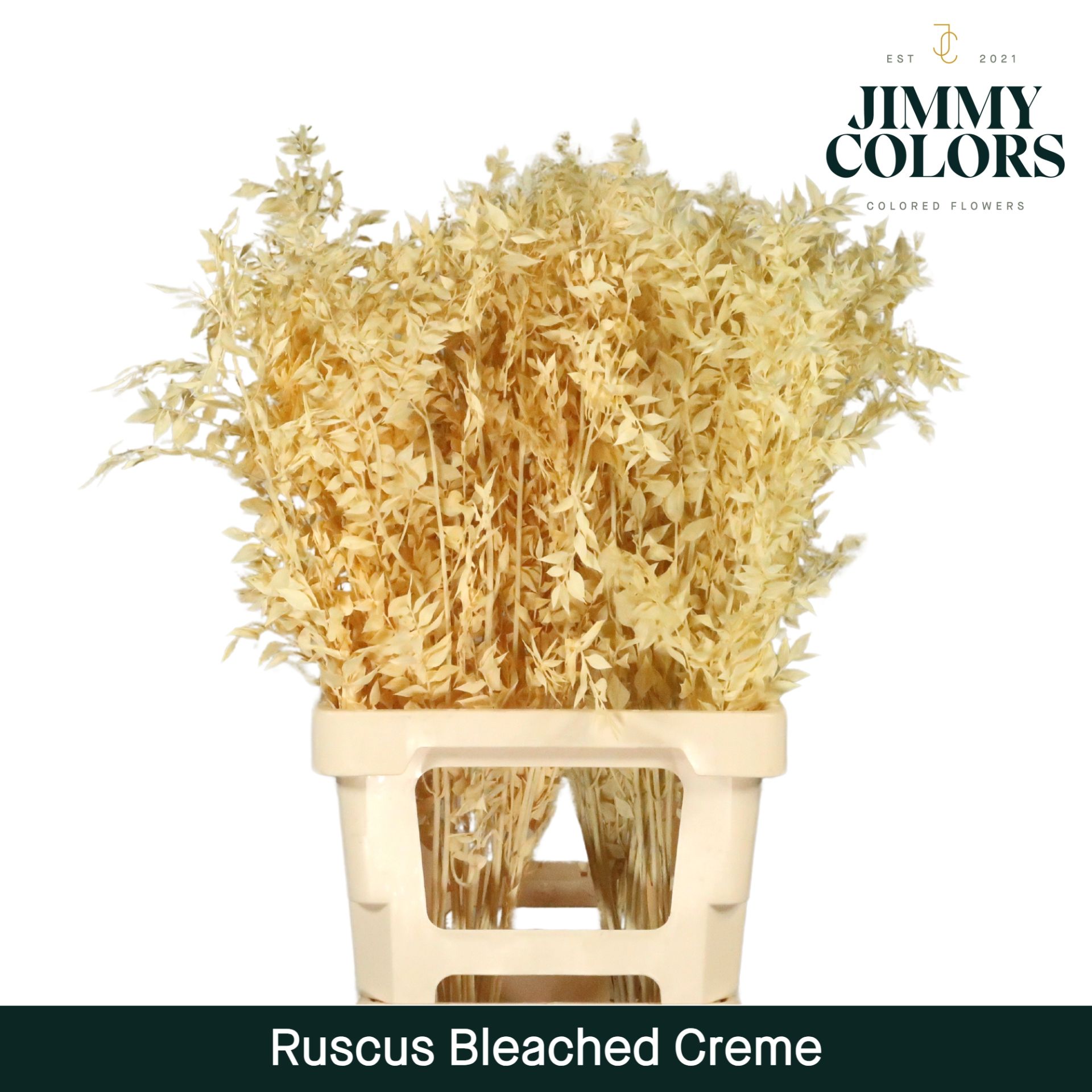 Ruscus Bleached Italy L70 Creme