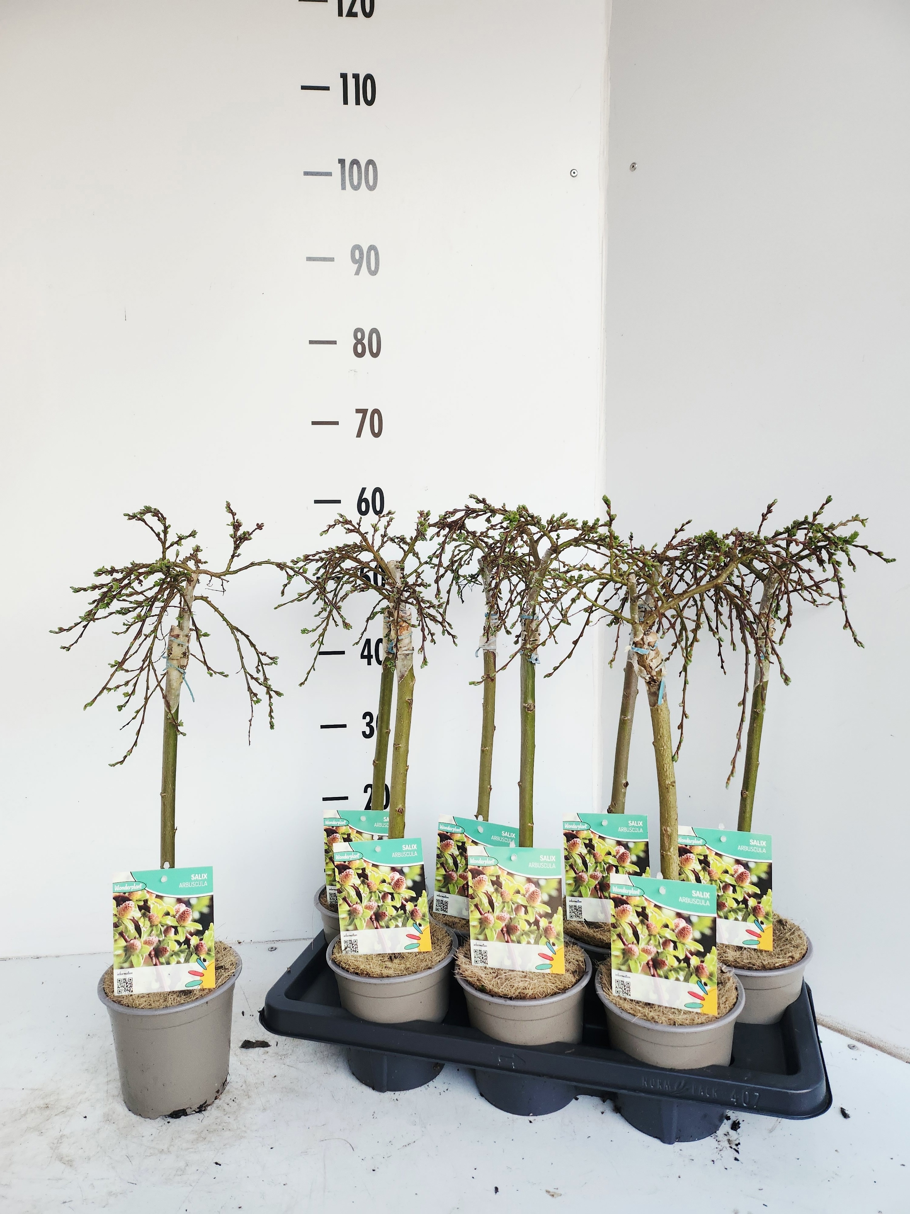 Salix arbuscula SALIX ARBUSCULA | Gardenline