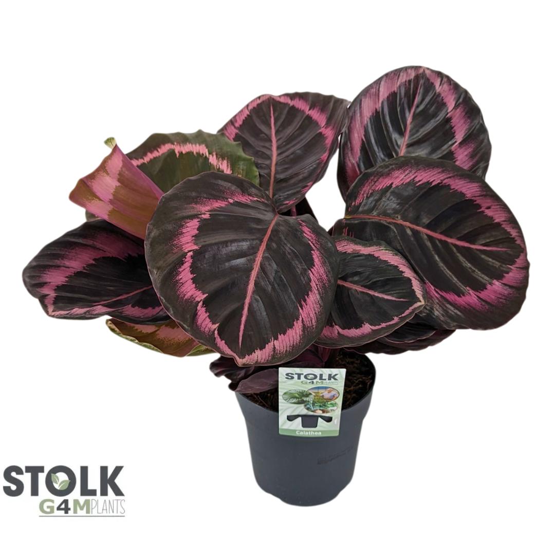 Picture of Calathea Roseopicta Jessy P14 45cm