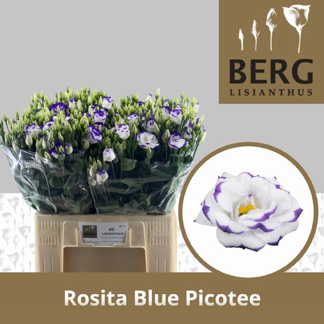 Lisianthus Double Rosi Blue Picotee 60cm