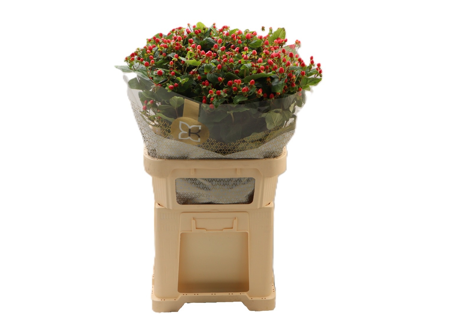Hypericum Triumph 80cm