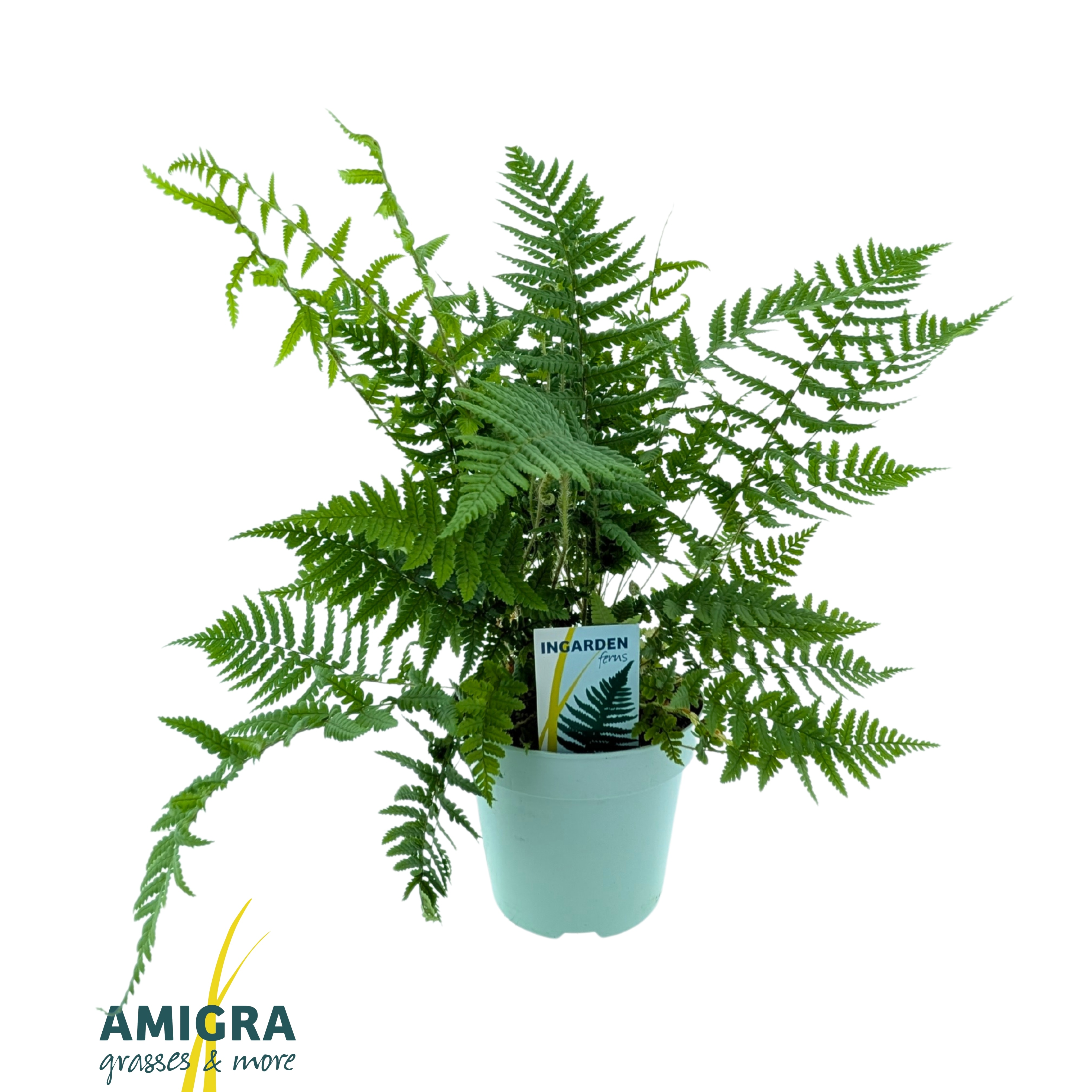 Picture of Dryopteris affinis
