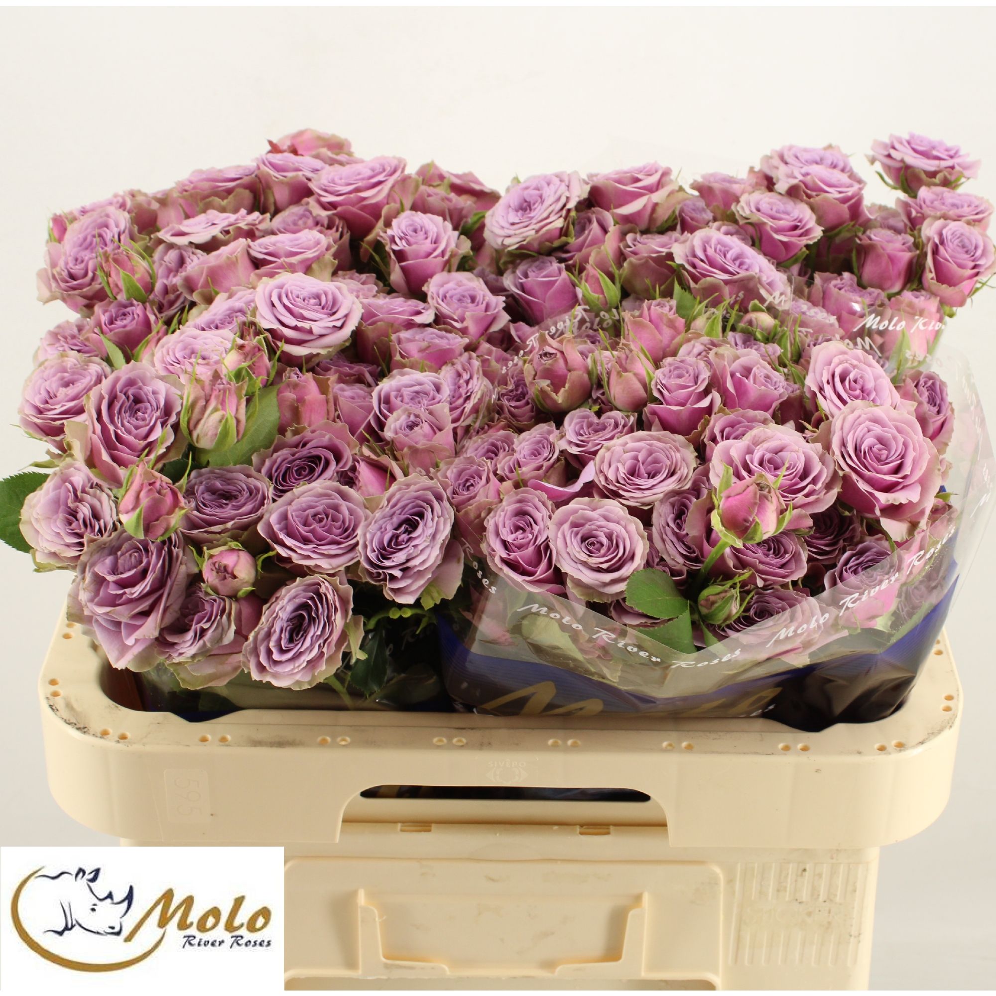 R Tr Purple Sky 60cm