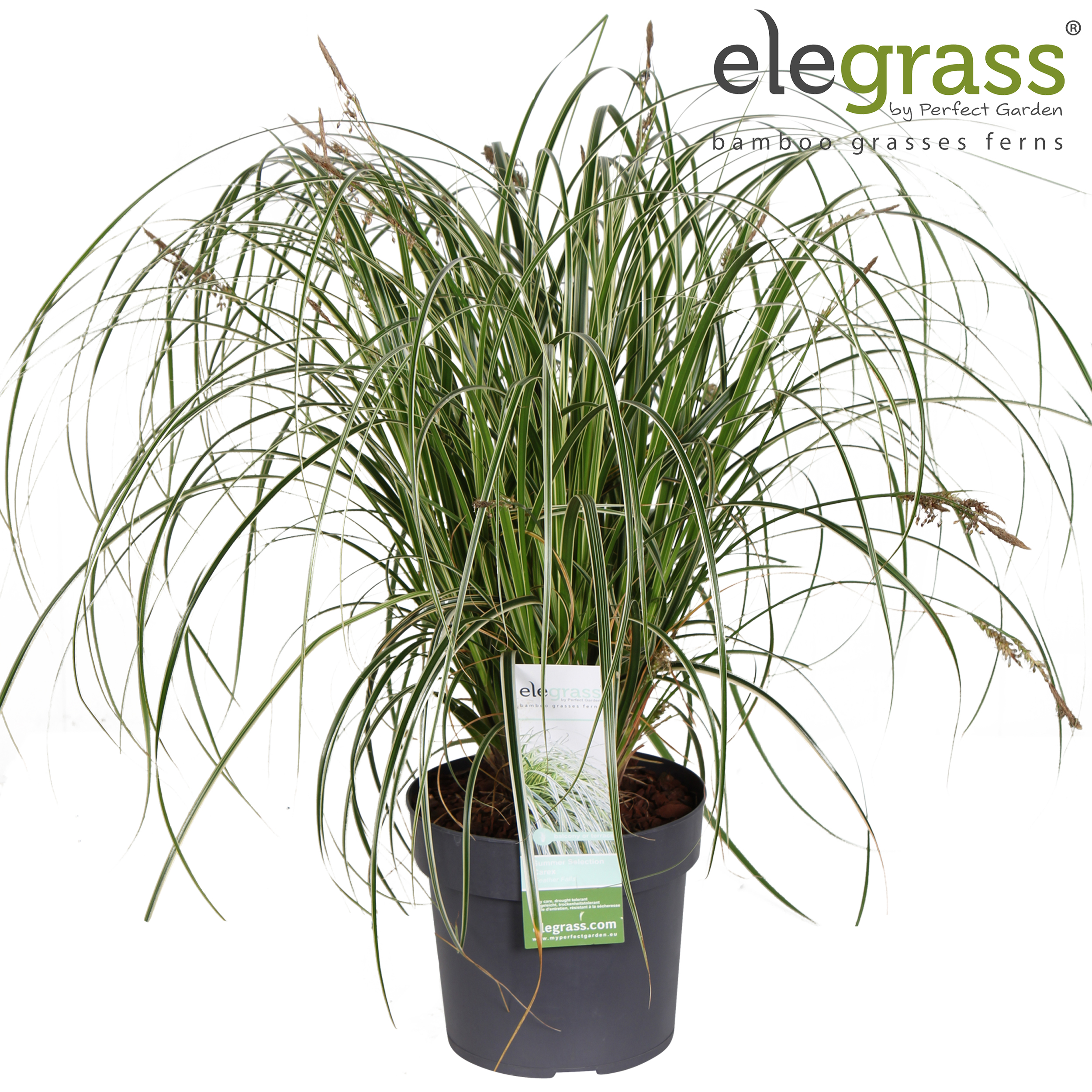 Picture of Carex Feather Falls P19 (3 Ltr)