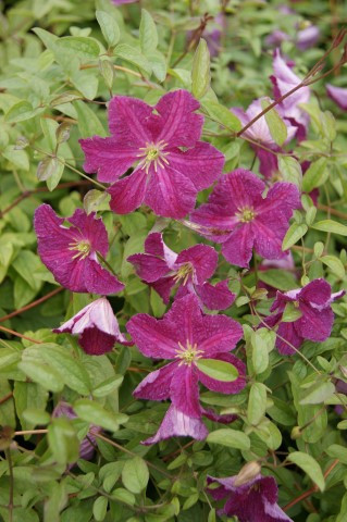 Clematis 'Abundance'