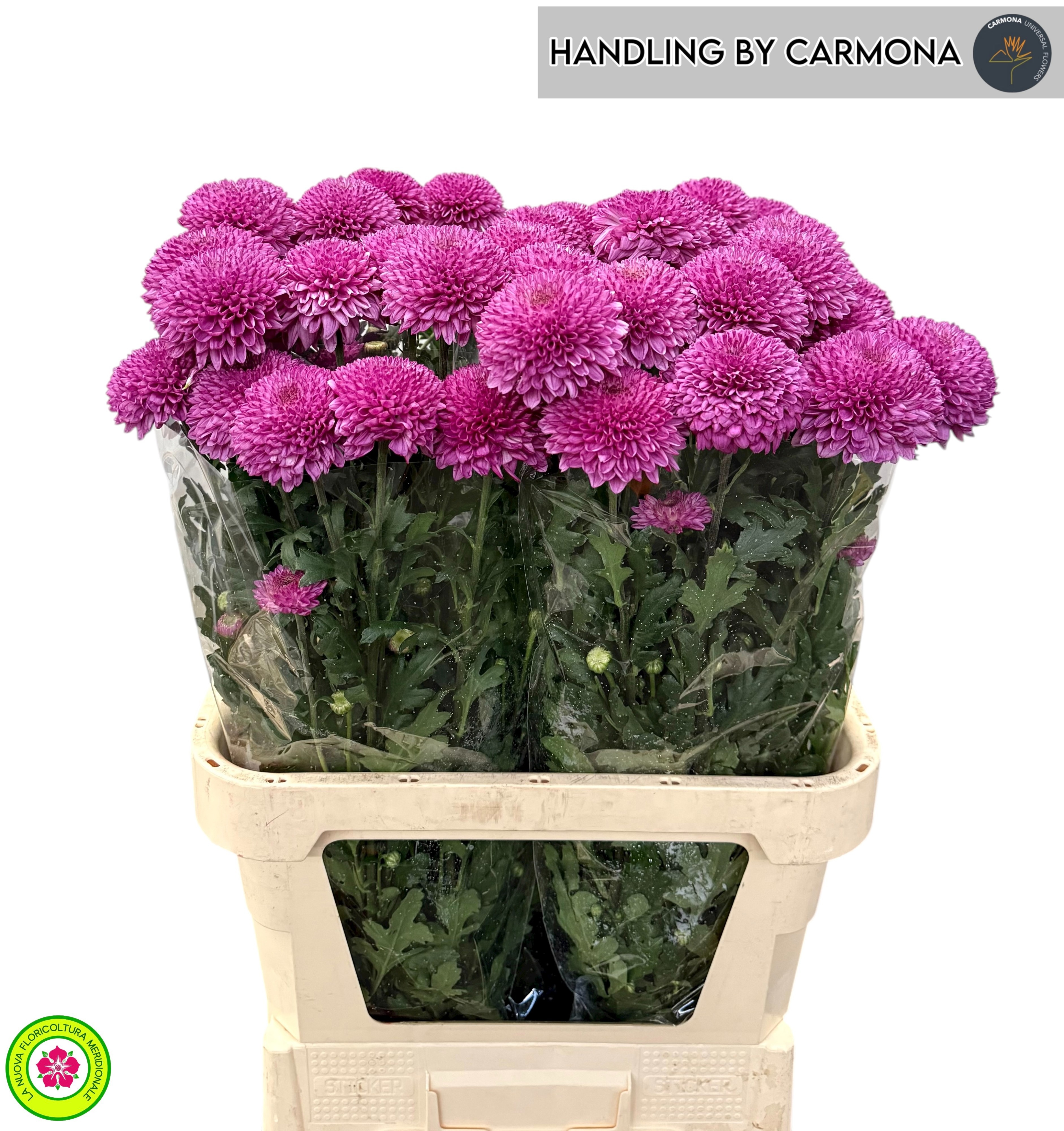 Chrysant Single 90cm 60gram