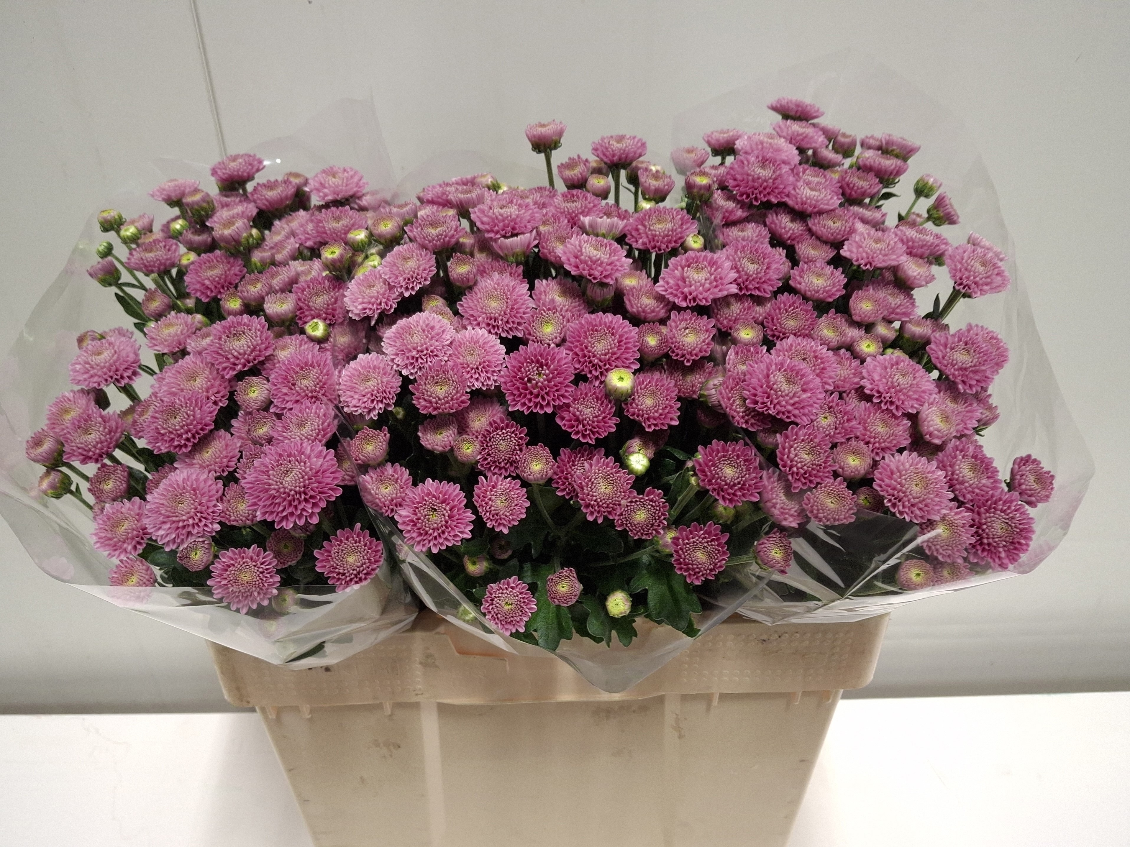Chrys Santini Ellison 55cm 700Ø
