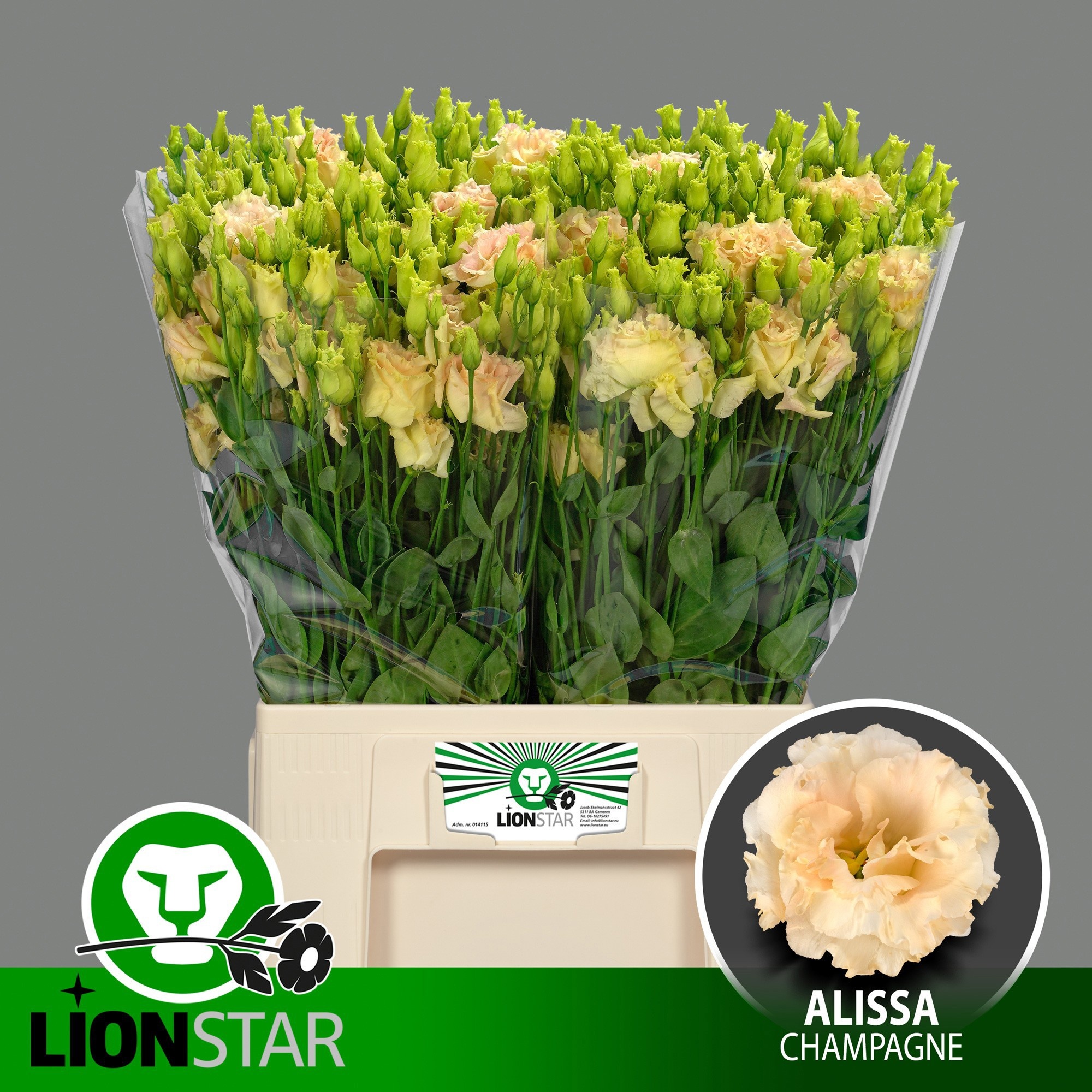 Eus G Alissa Champag