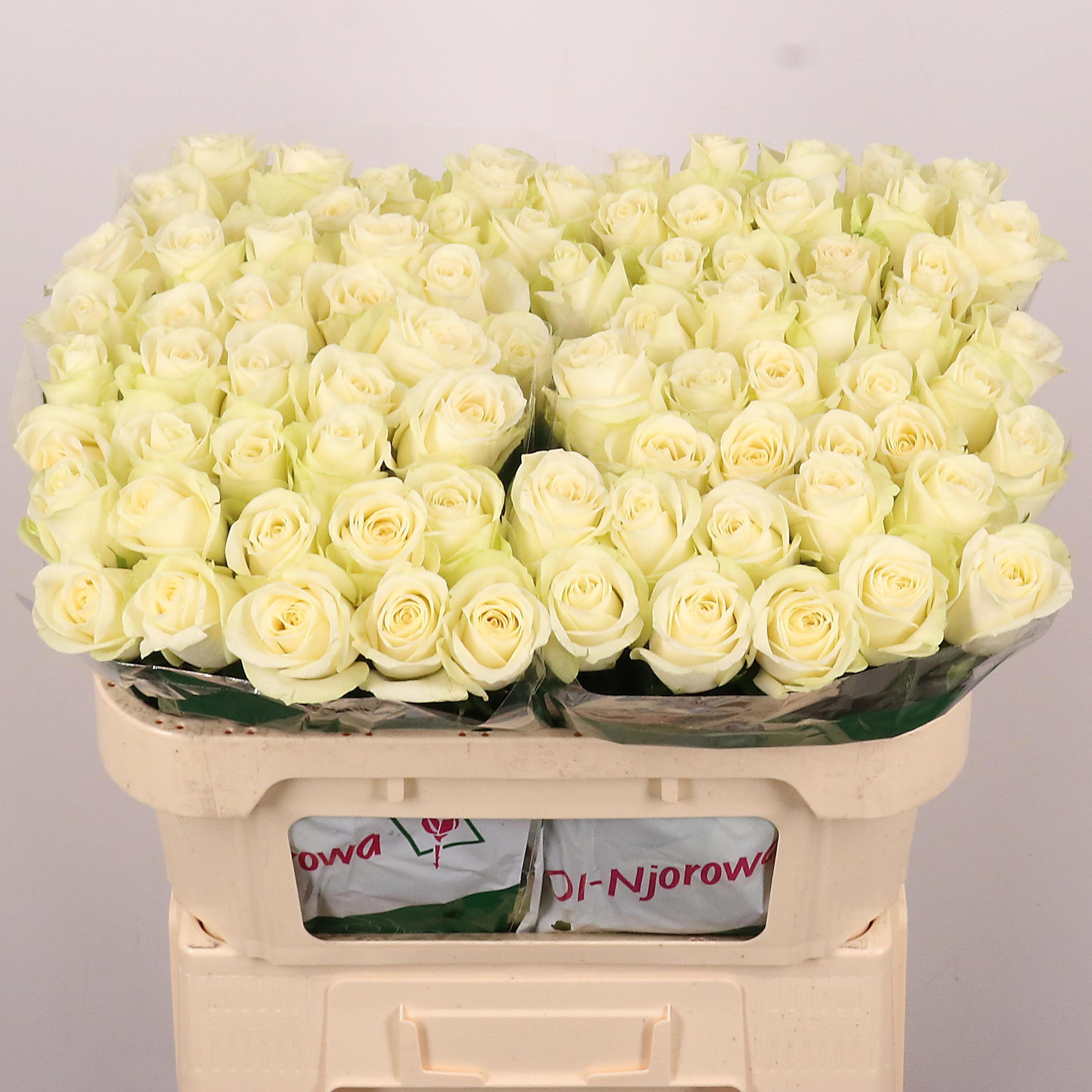 Rosa Snowstorm 70cm