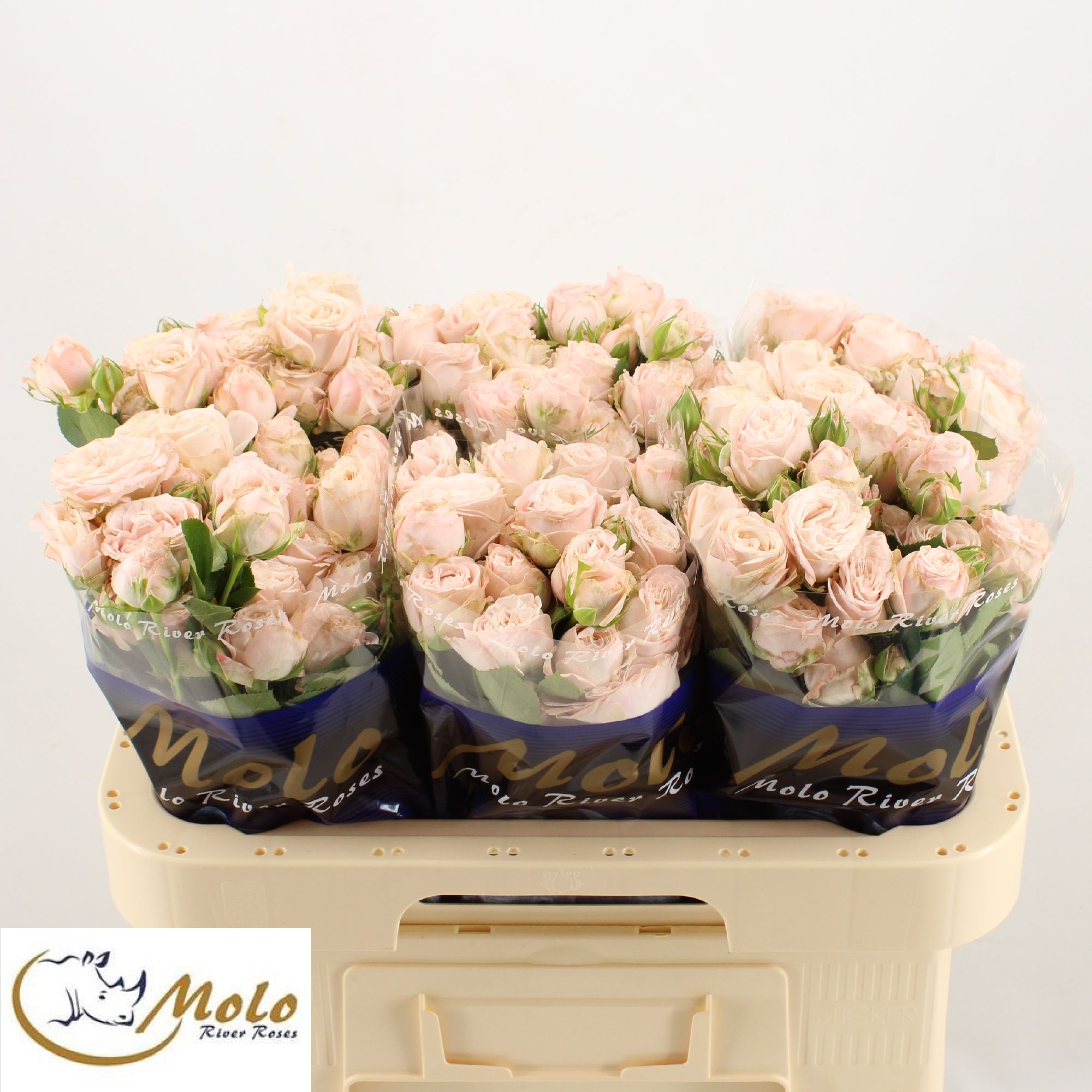 Rosa Spray Bombastic 60cm