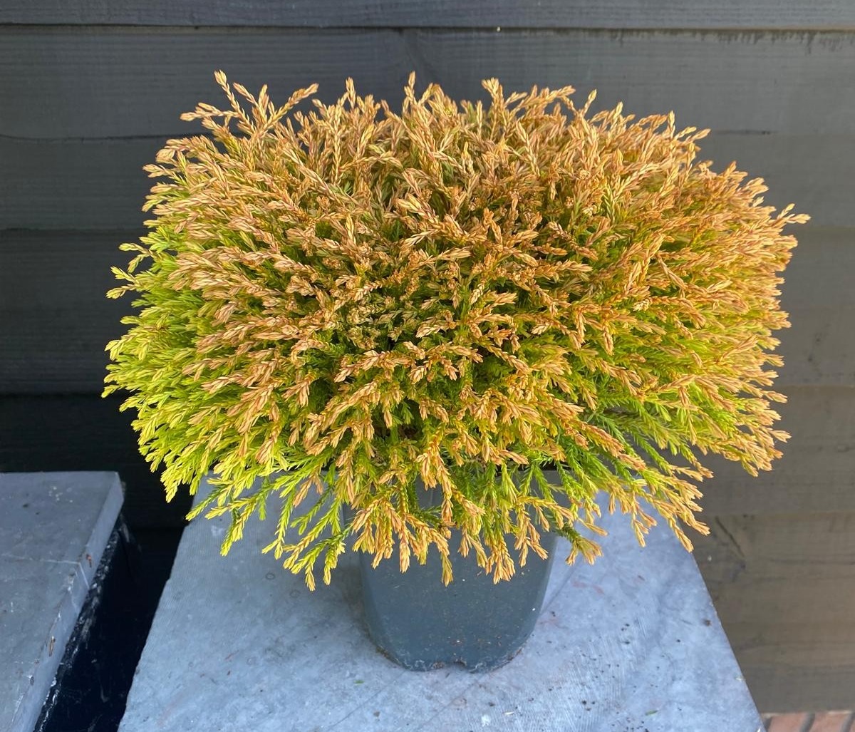 Picture of Thuja occidentalis 'Golden Tuffet' P17