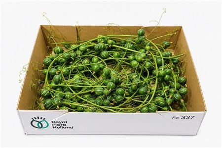 Diplocyclos Palmatus 700cm