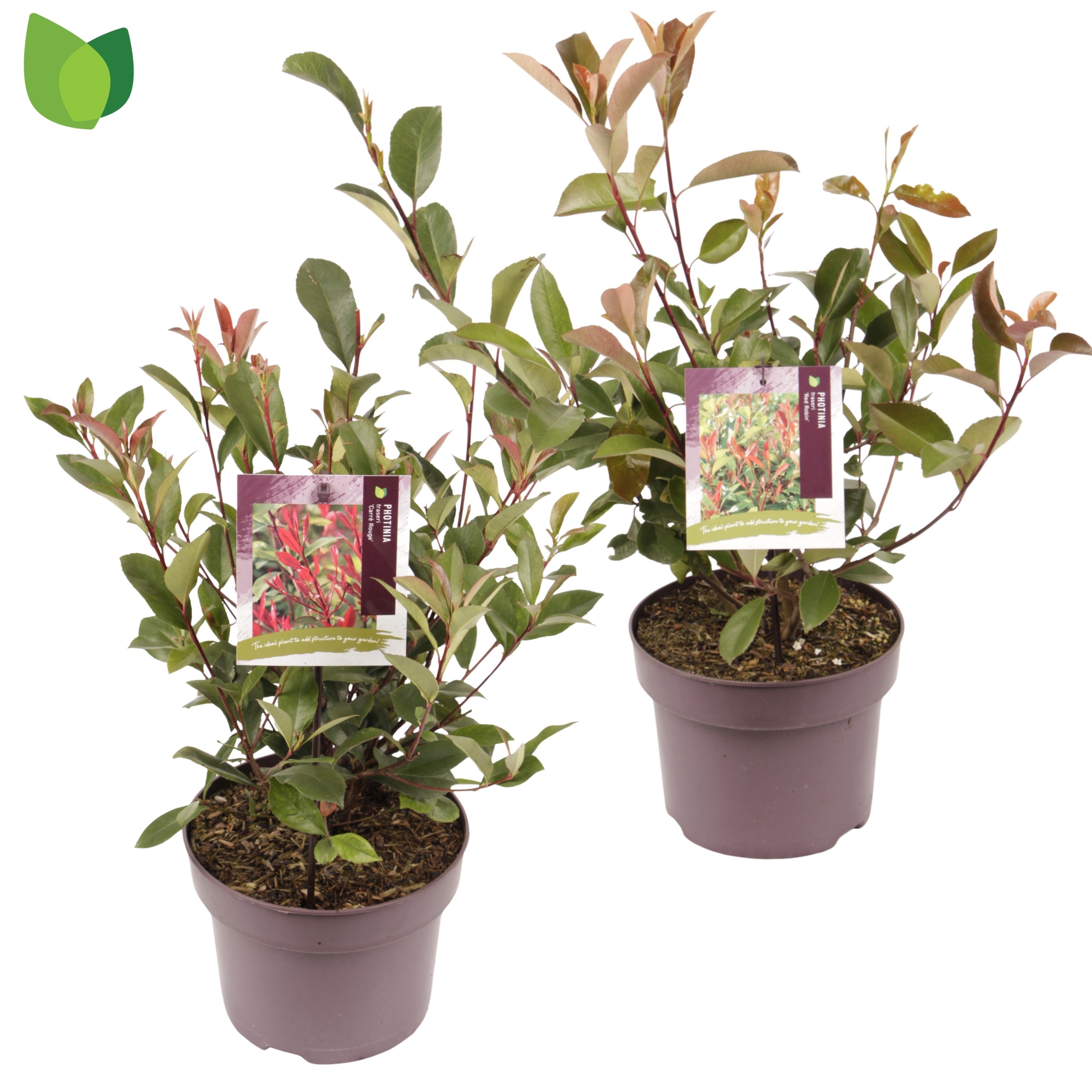 Photinia fras. Mix