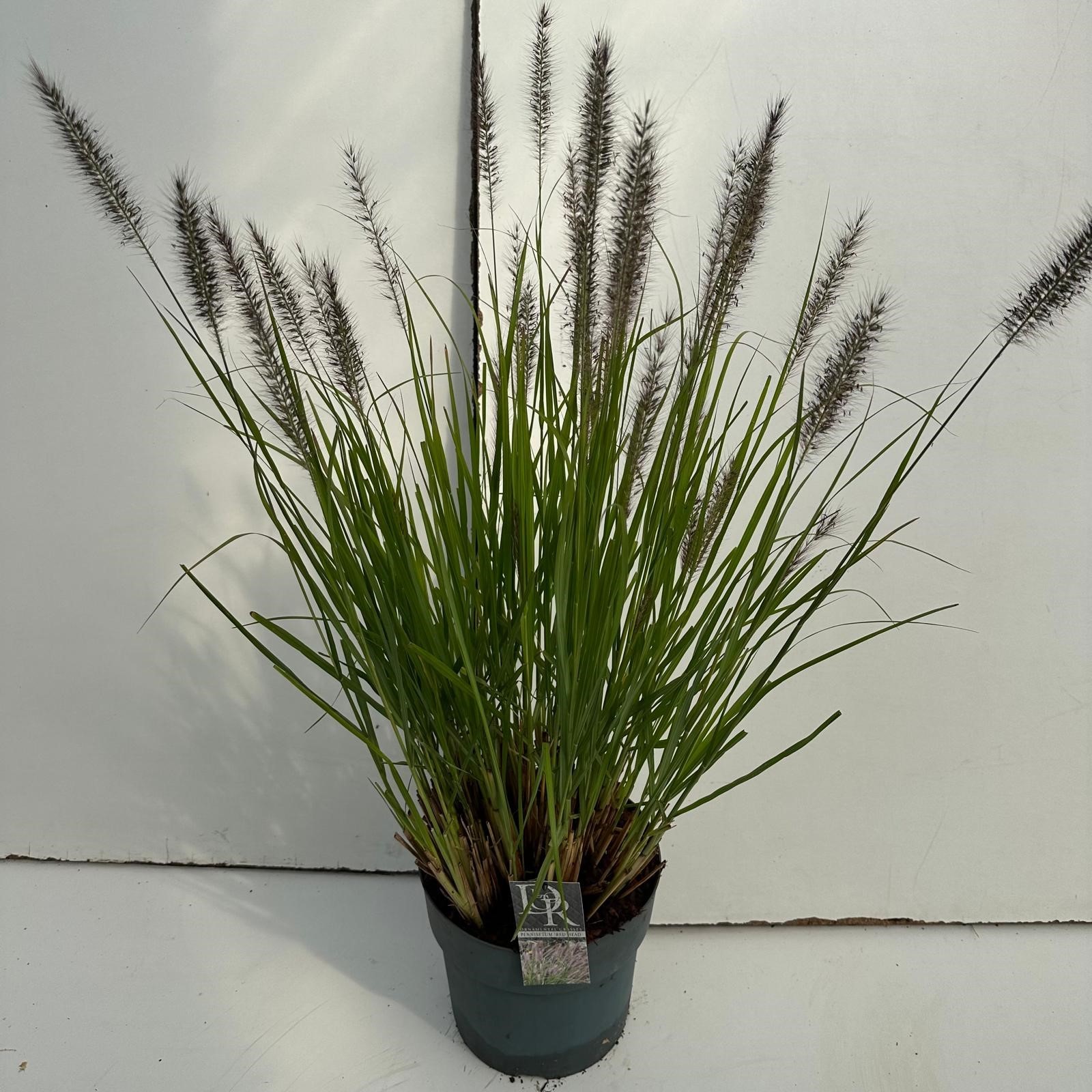 Picture of Pennisetum Red Head P29 (10 Ltr)