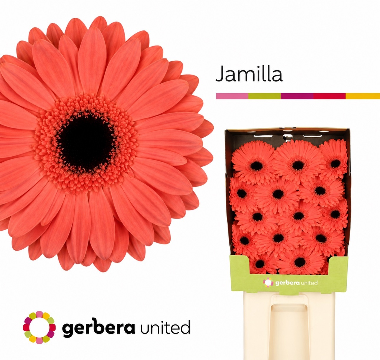 Gerbera Jamilla Diamond