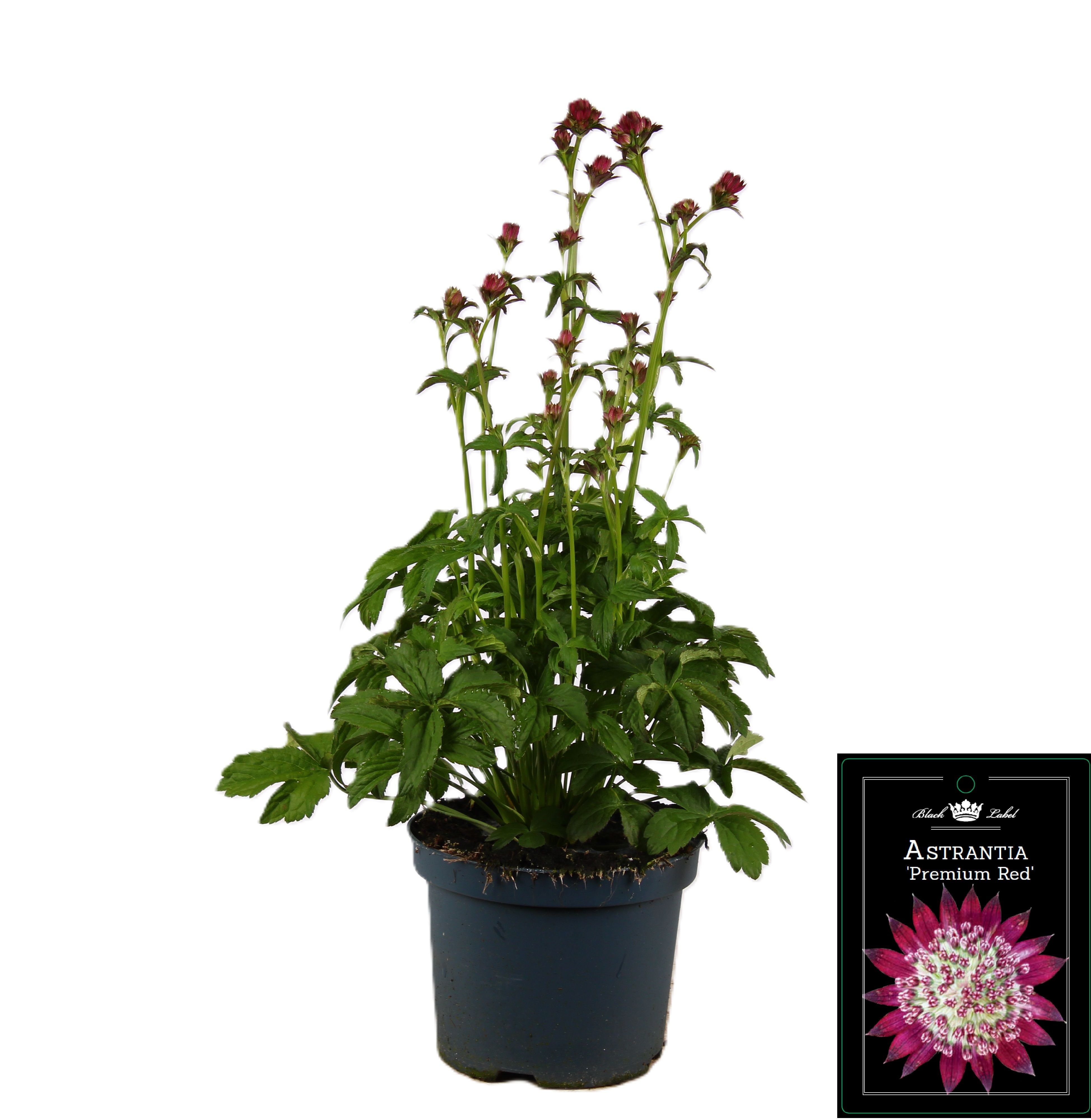 Picture of Astrantia premium Red