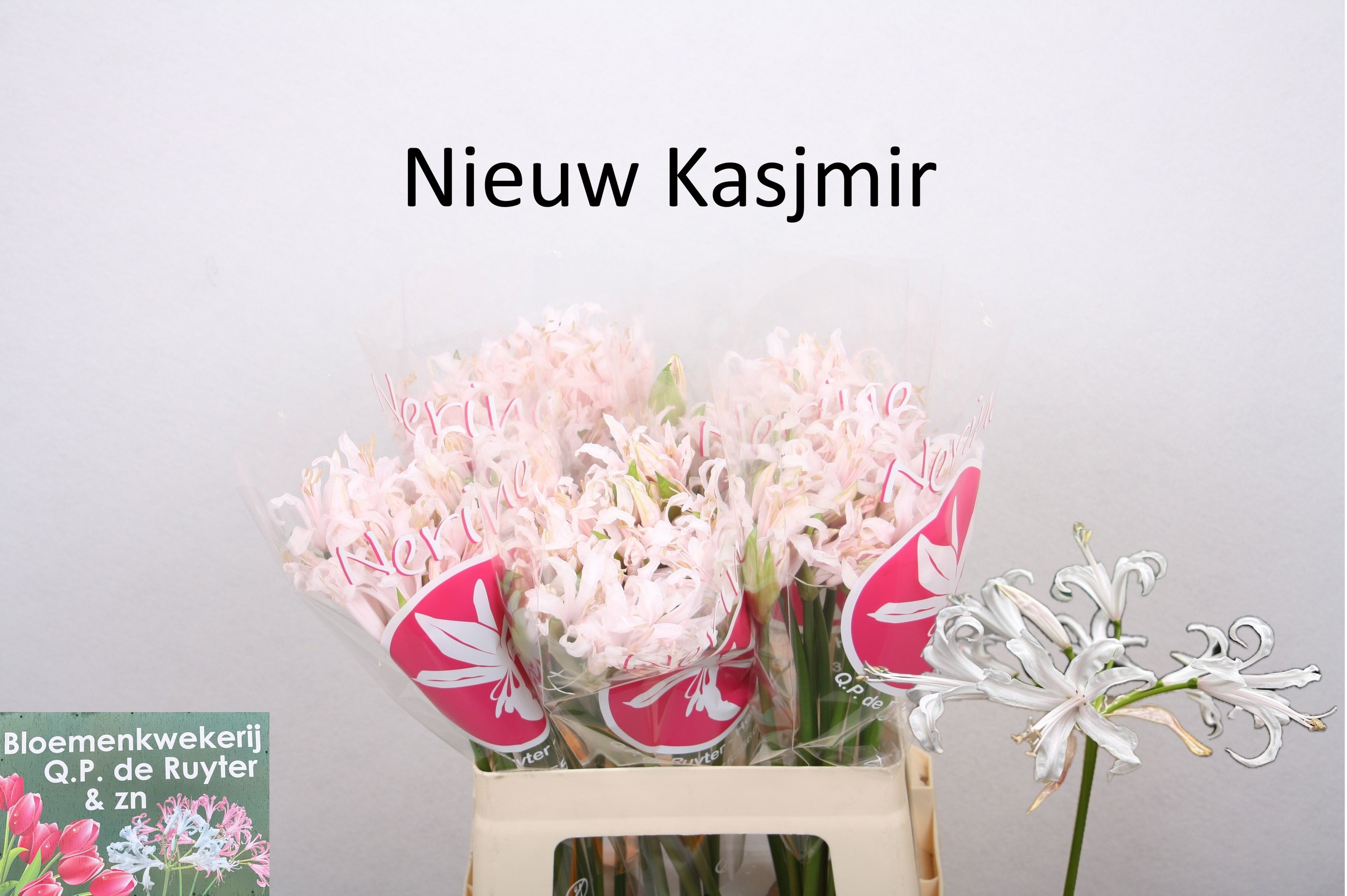 Nerine 60cm