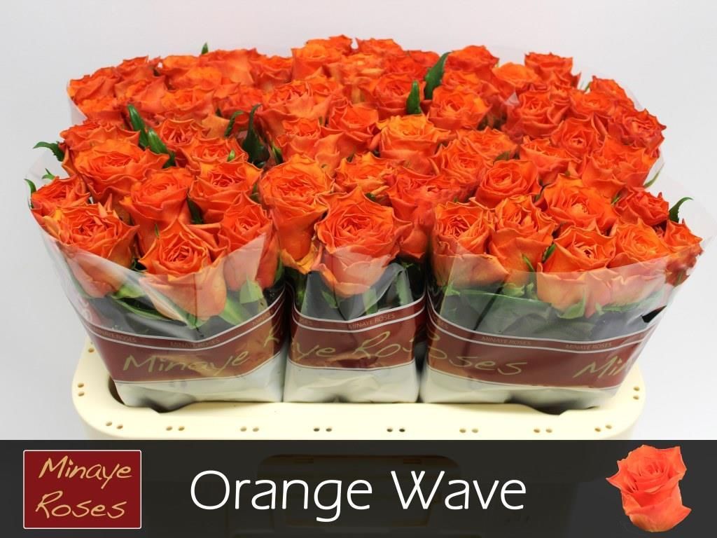 R Gr Orange Wave