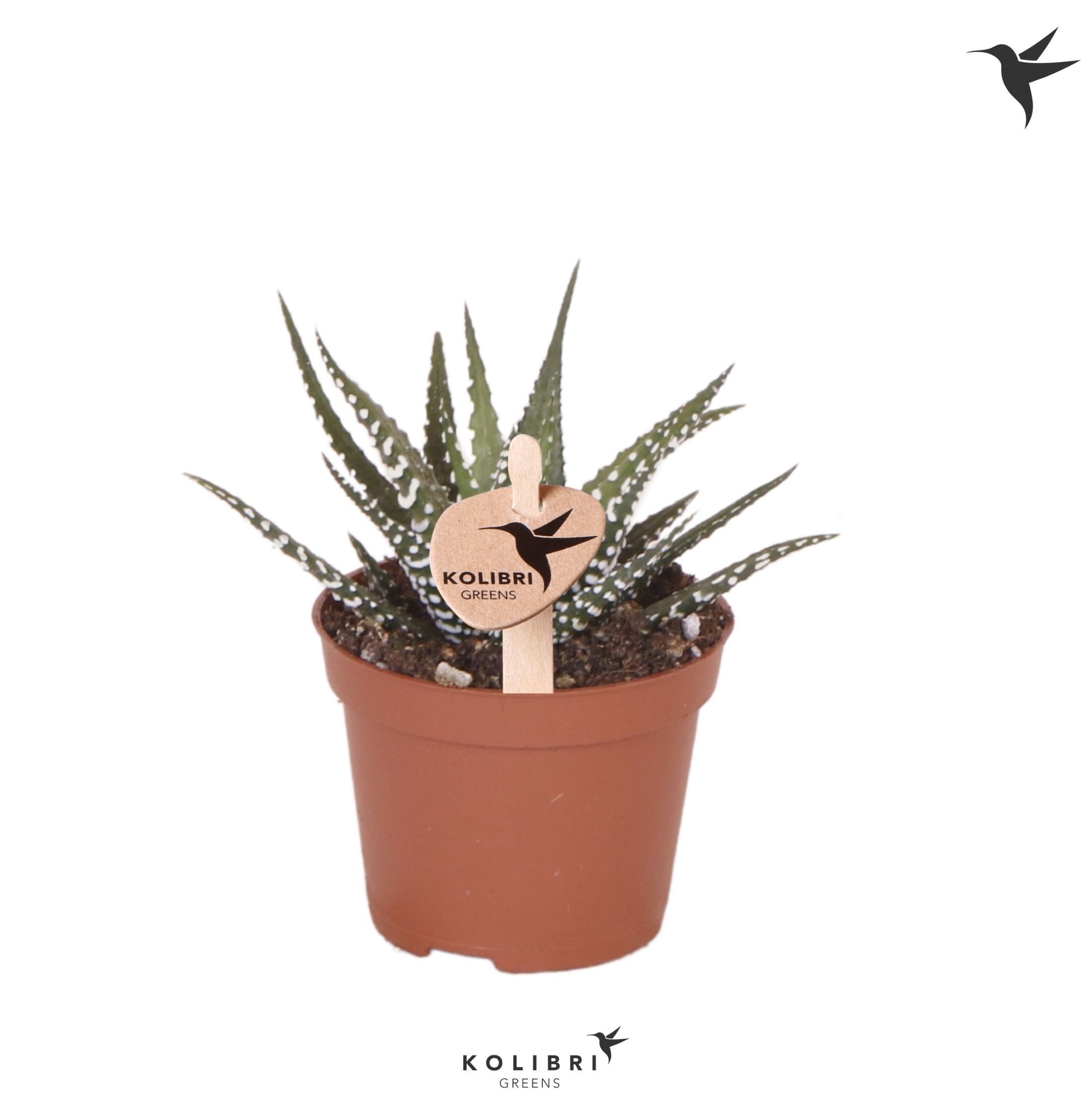 Haworthia Big Band