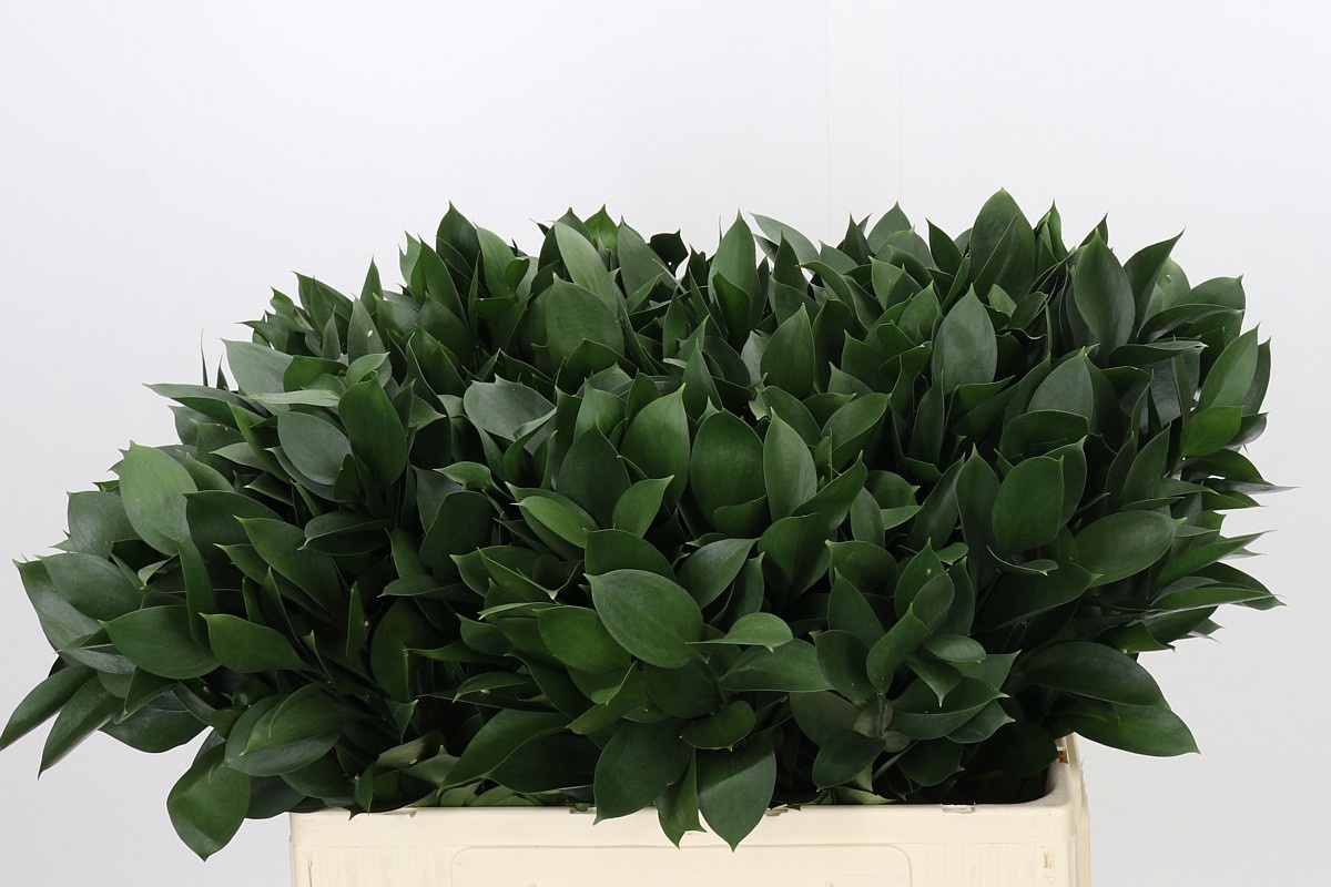 Ruscus Hypophyllum 55L.cm