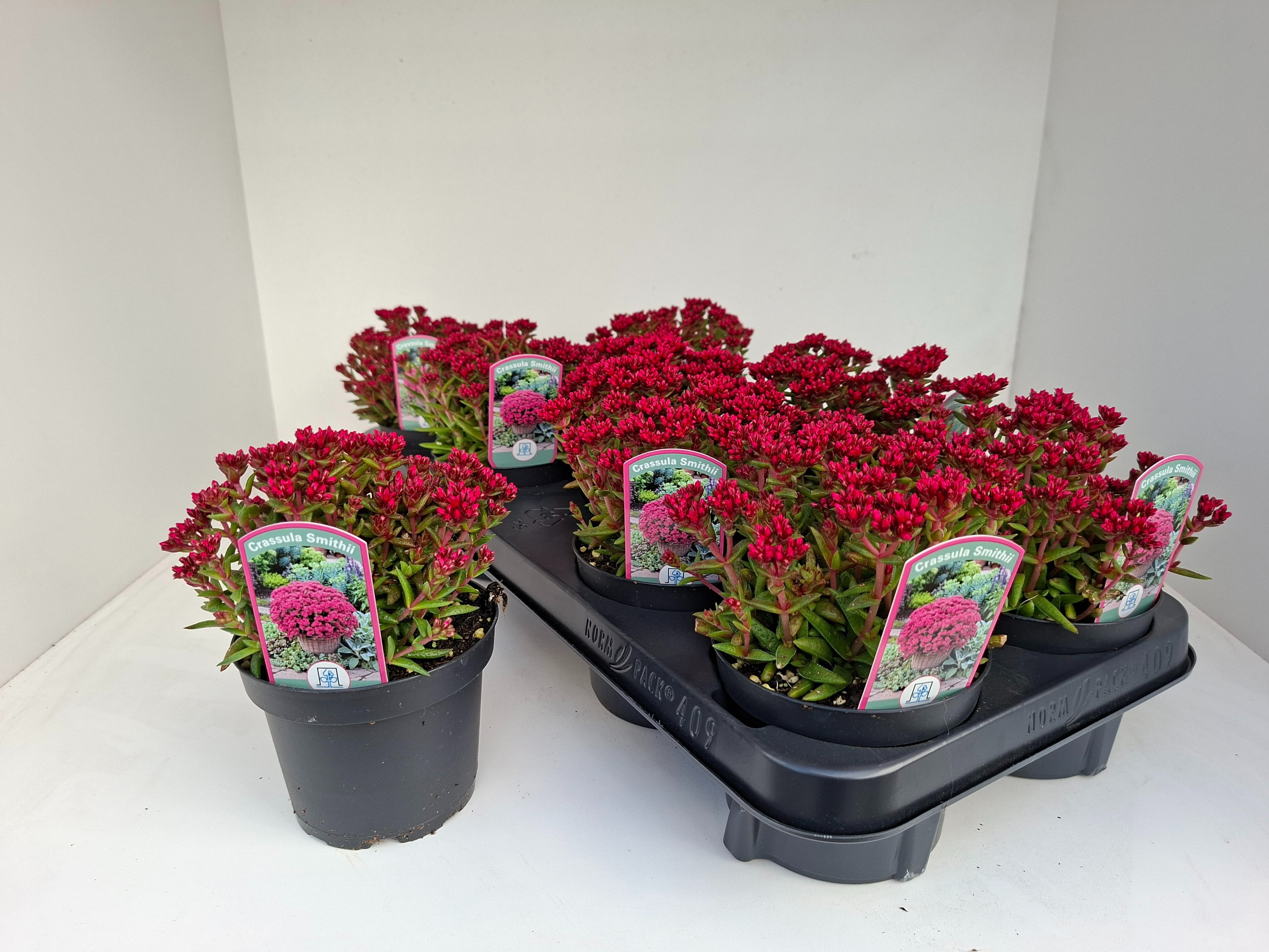 Crass Schmidtii 11Ø 15cm