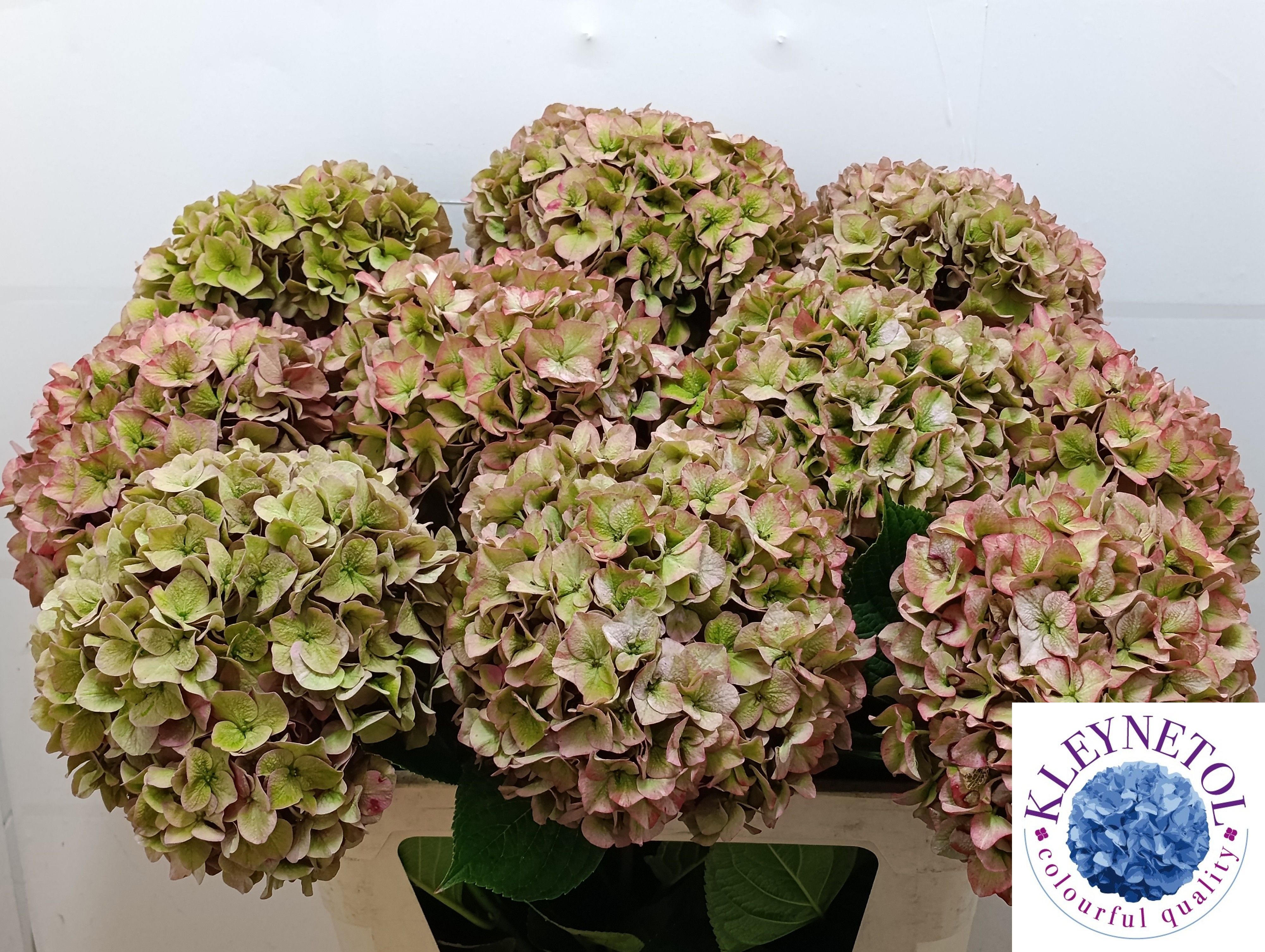 Hydrangea Rodeo Classic Pink 80cm 22Ø