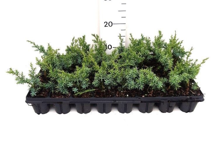 Juniperus chinensis 'Blue Alps'
