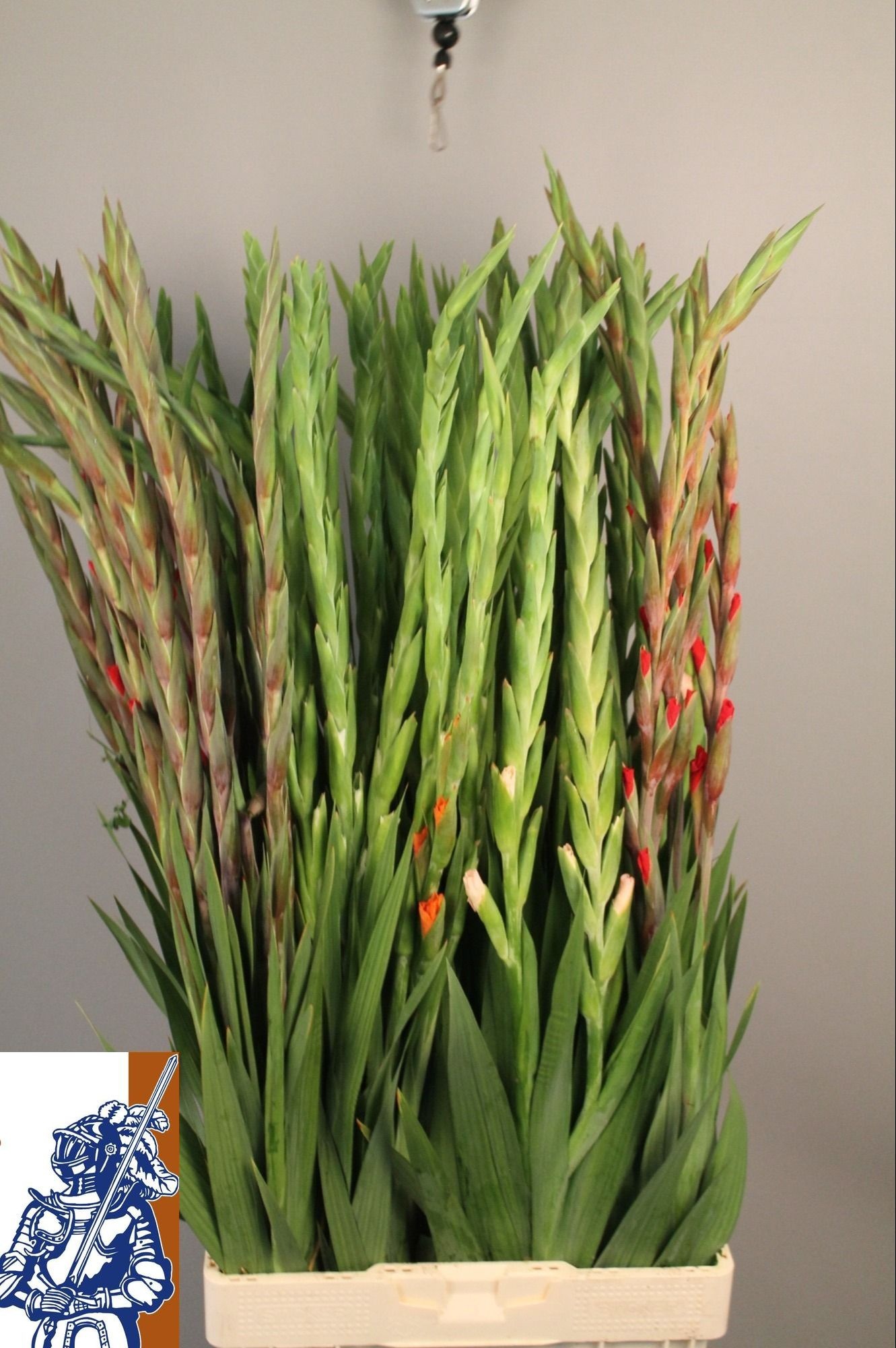 Gladiolus Mixed In Bucket 100cm 150gram