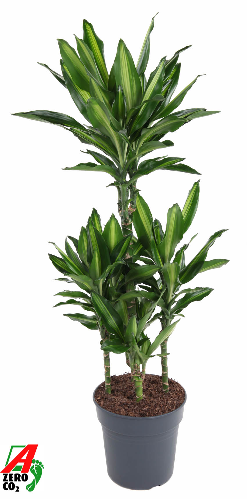 Picture of Dracaena Cintho 60-carrousel P24 110cm (LOOSE)