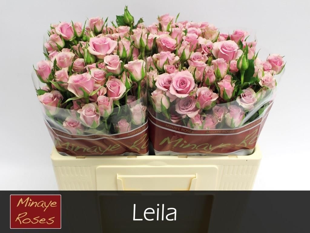 Rosa Spr Leila 50cm