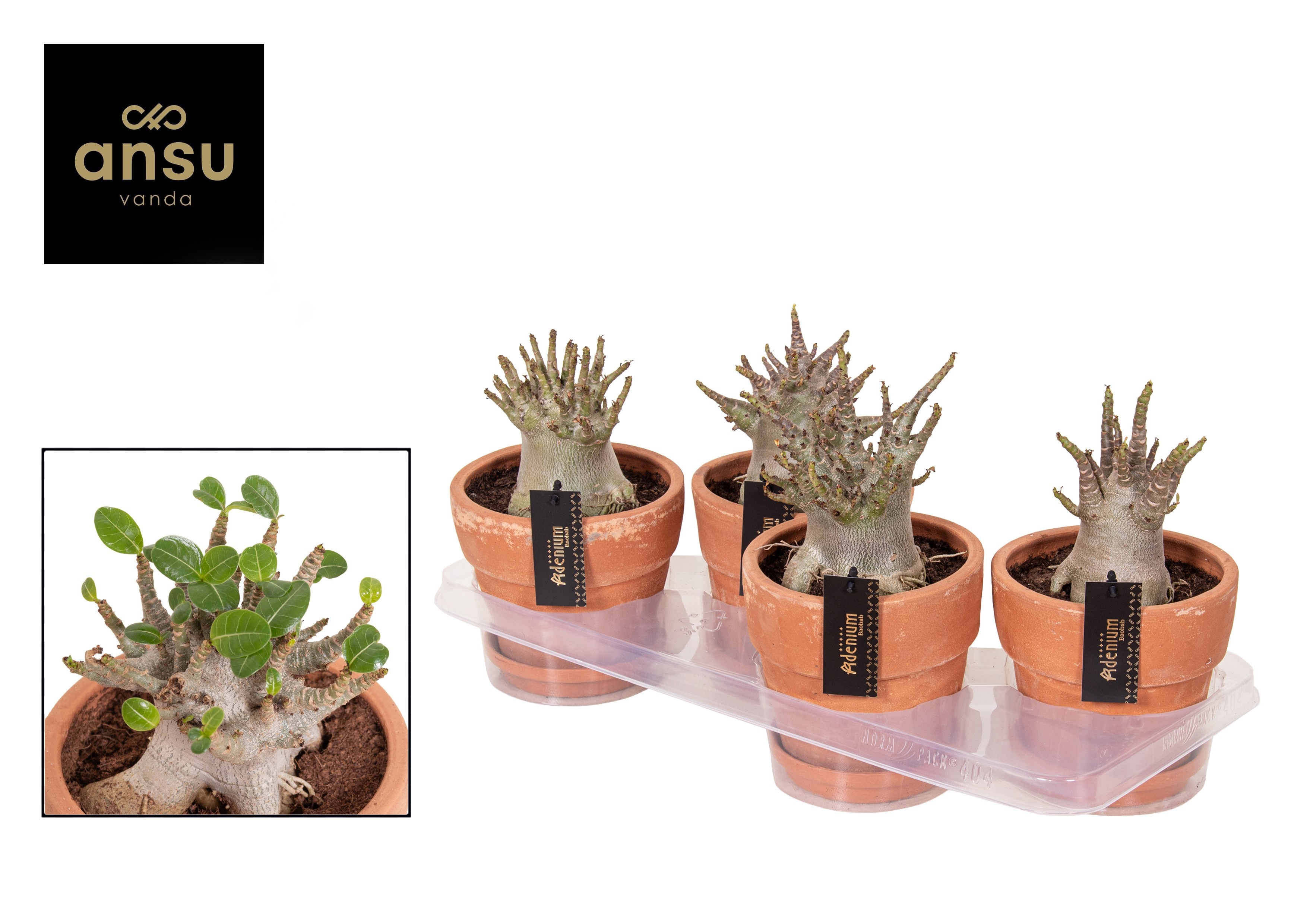 Adenium Ansu Baobab (niet bloeiend) - Woestijnroos