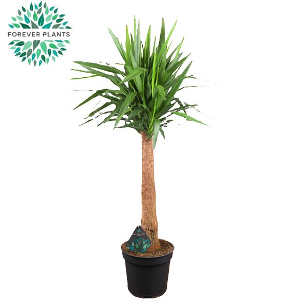 Picture of Yucca INCA tree P35 155CM (LOOSE)