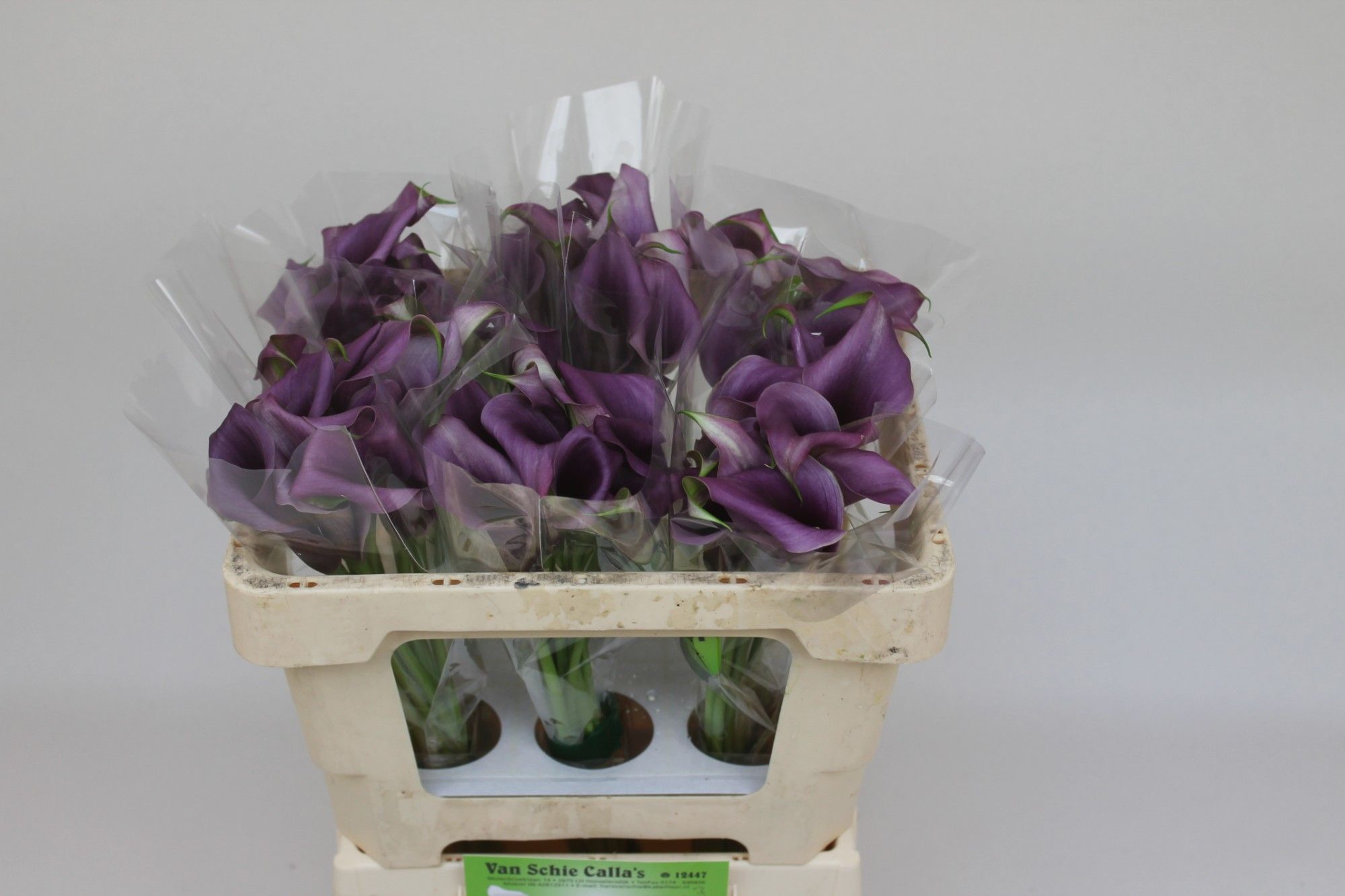Calla Paco 50cm