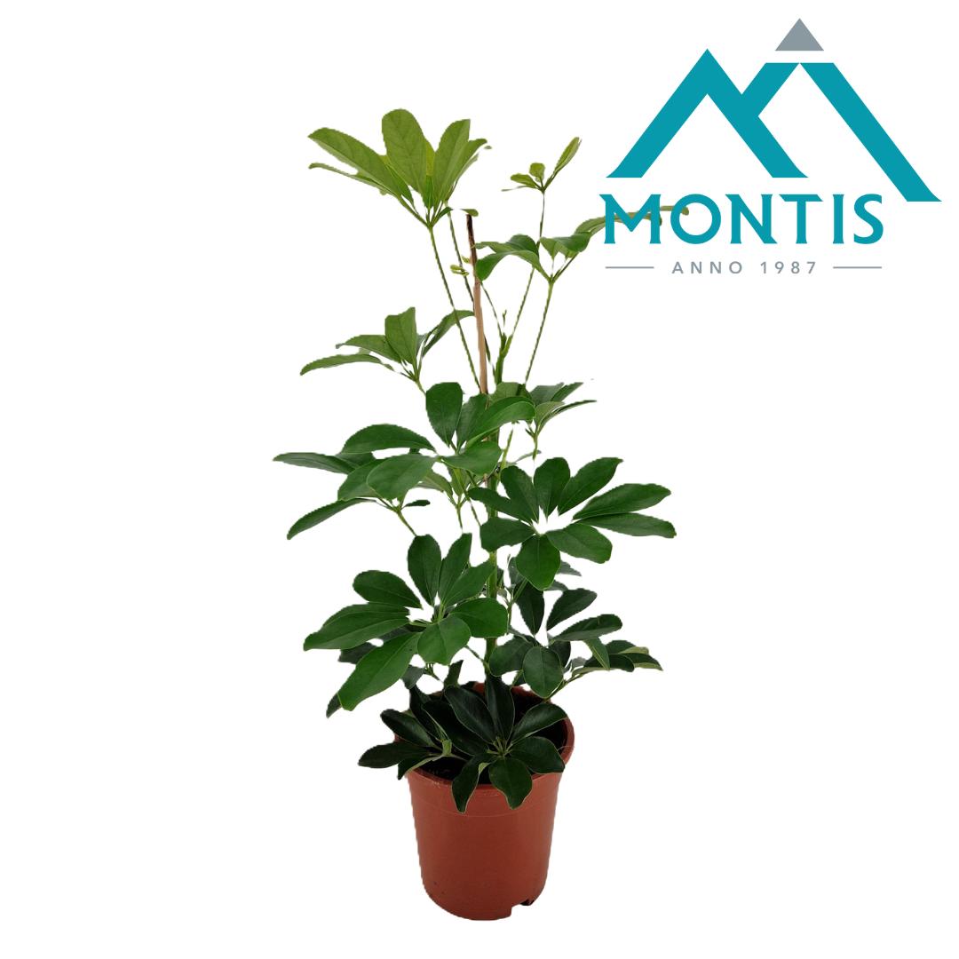 Picture of Schefflera arboricola Compacta P17 (2 Ltr) 55CM