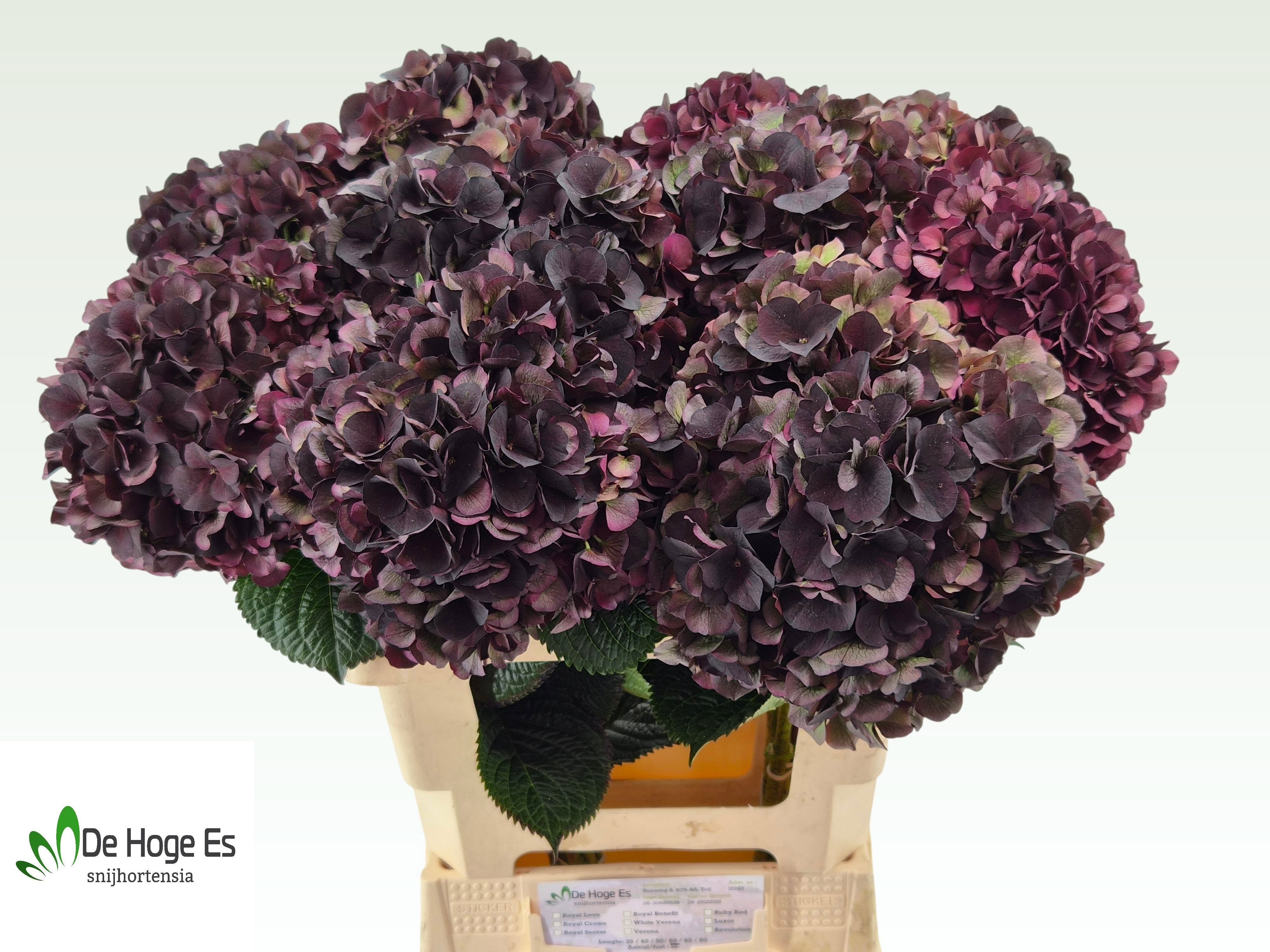 Hydrangea Dark Ruby Classic 60cm 19Ø