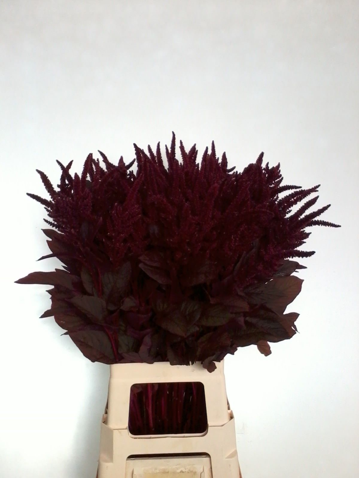 Amaranthus Upright Gruen Velvet 100cm