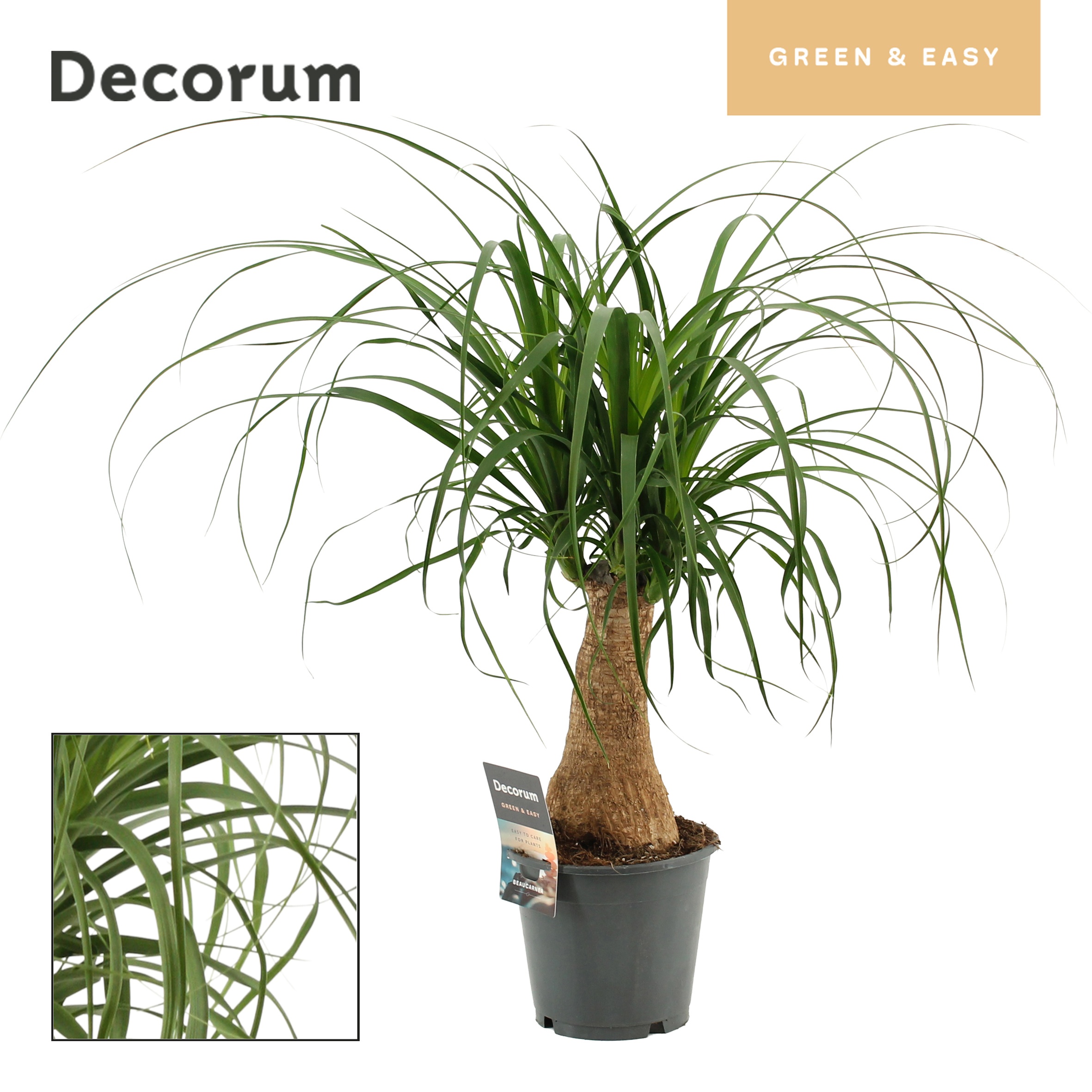 Beaucarnea Recht (Decorum Green & Easy)