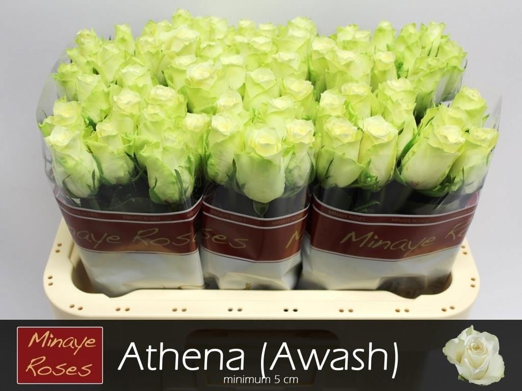 R Gr Athena