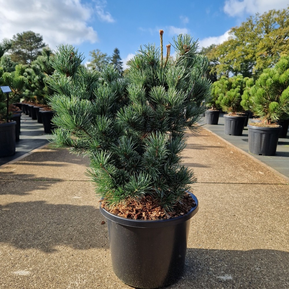 Picture of Pinus parviflora Negishi P31 (LOOSE)