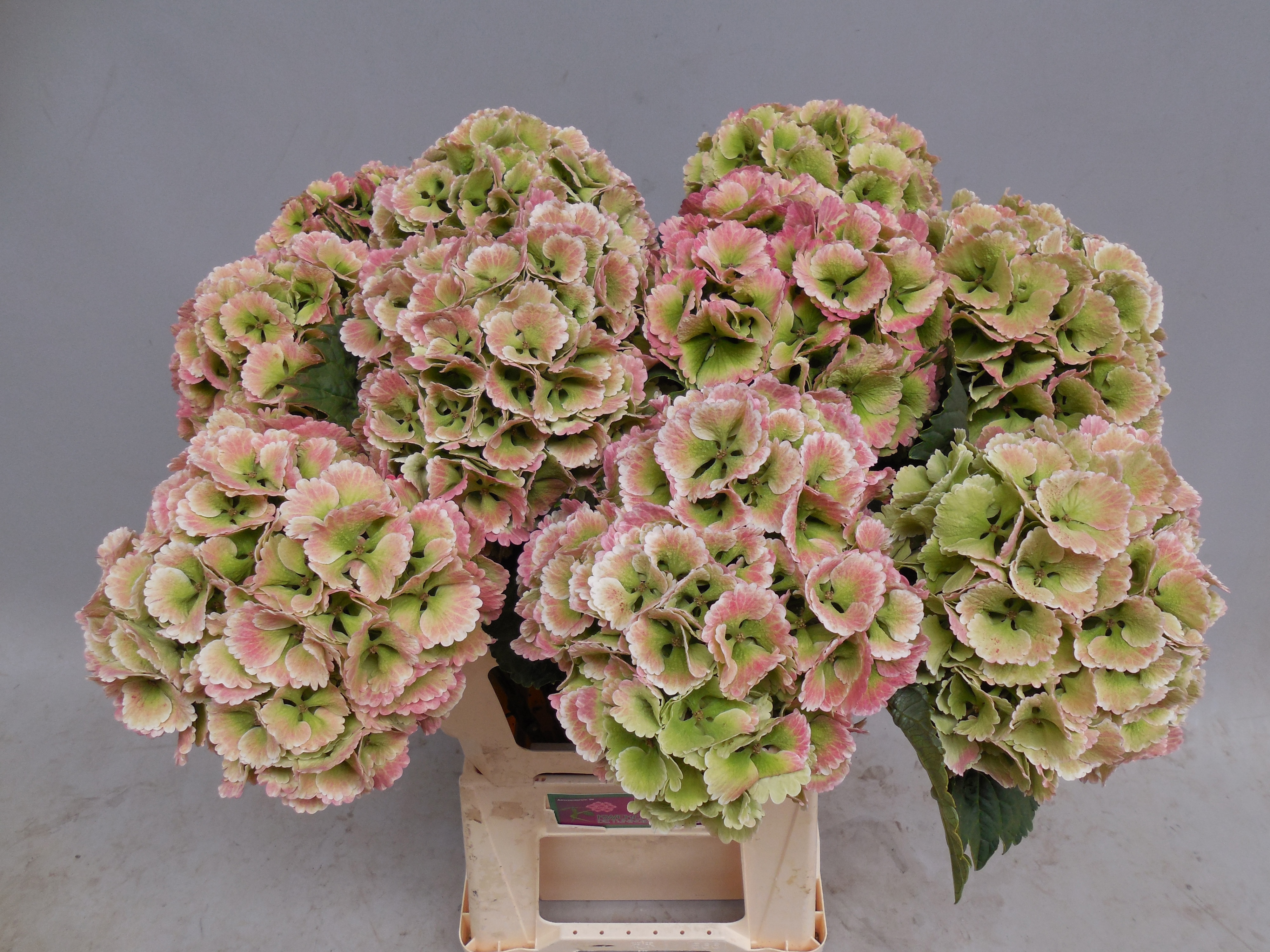 Hydrangea Lollypop Clas 60cm 12Ø