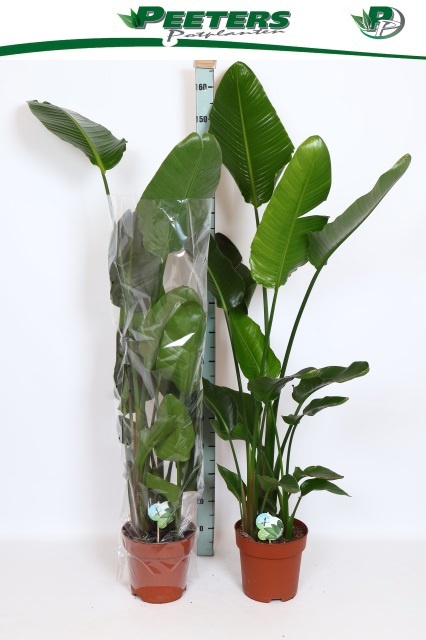 Strelitzia Nicolai 24Ø 155cm