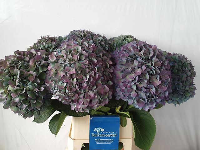 Hydrangea Pimpernel Classic 100cm 26Ø