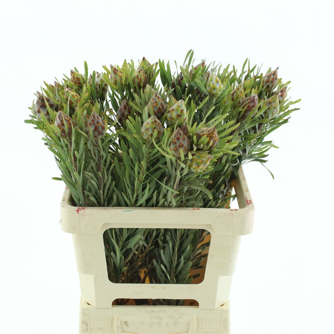Leucadendron Jubilee Crown Bunch 60cm